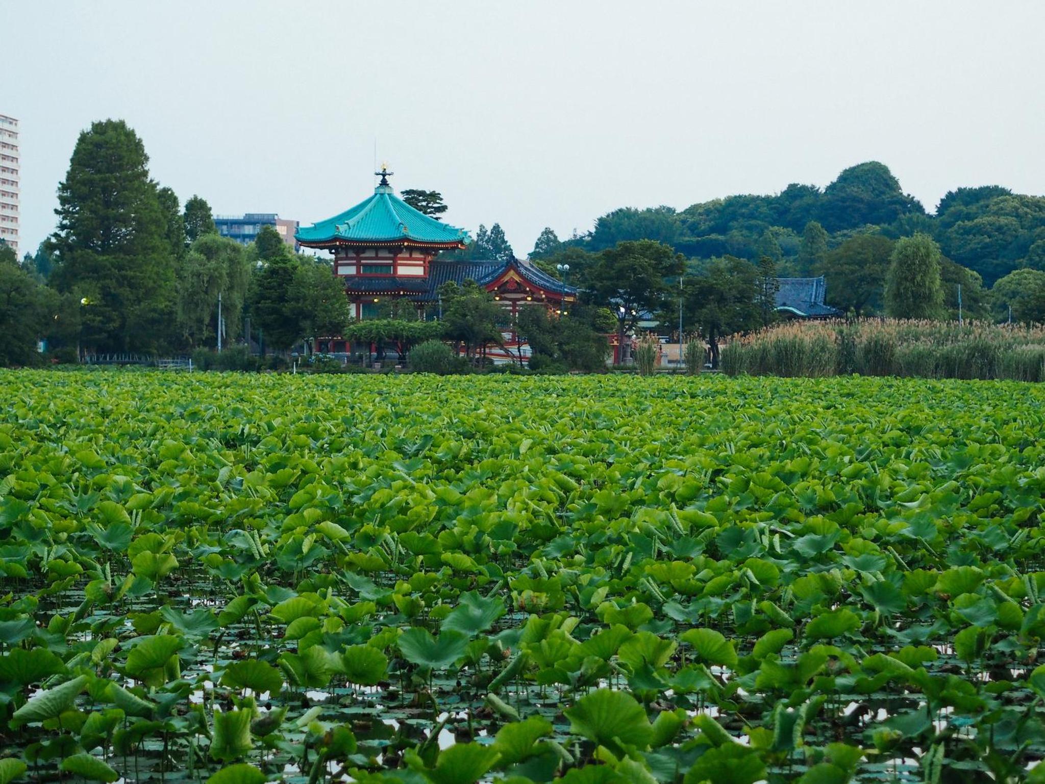 Tora Hotel Asakusa