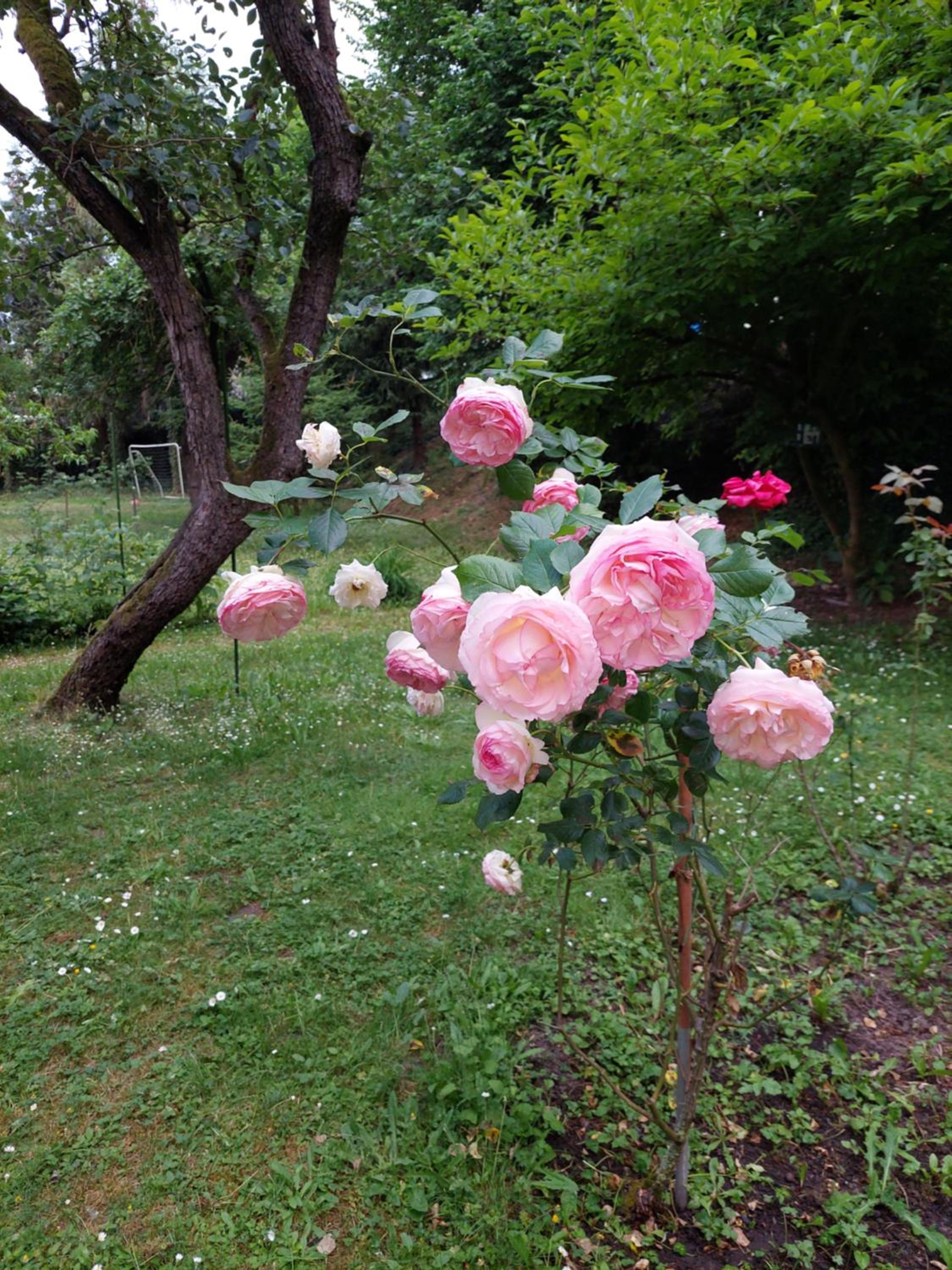 Photo 51
