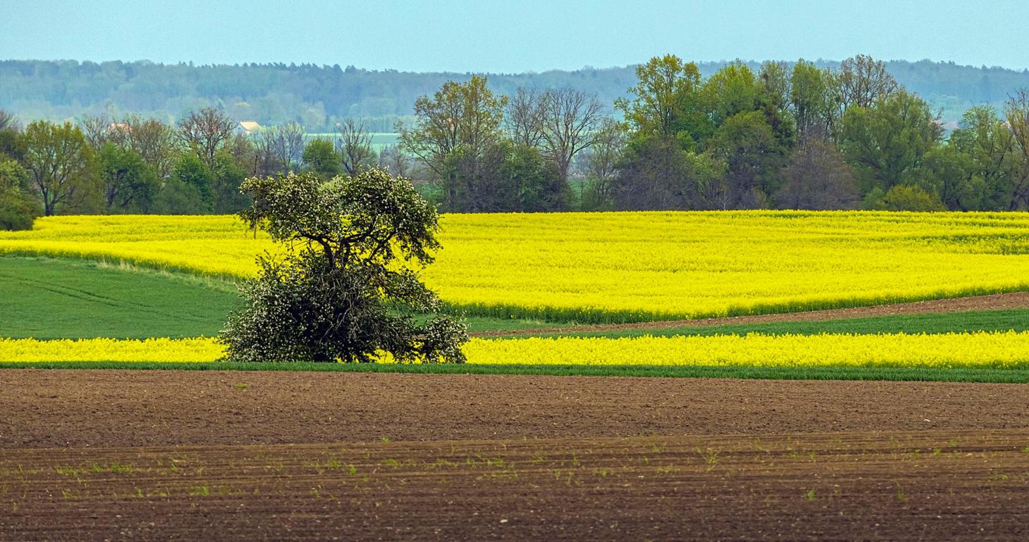 Cztery Luksusowe Domy na Mazurach, jezioro Juksty - SAKURAREST view 2