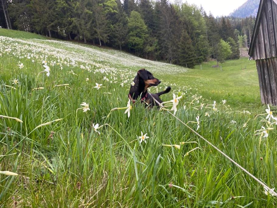 Alpenurlaub II Wohnung mit Traumausblick