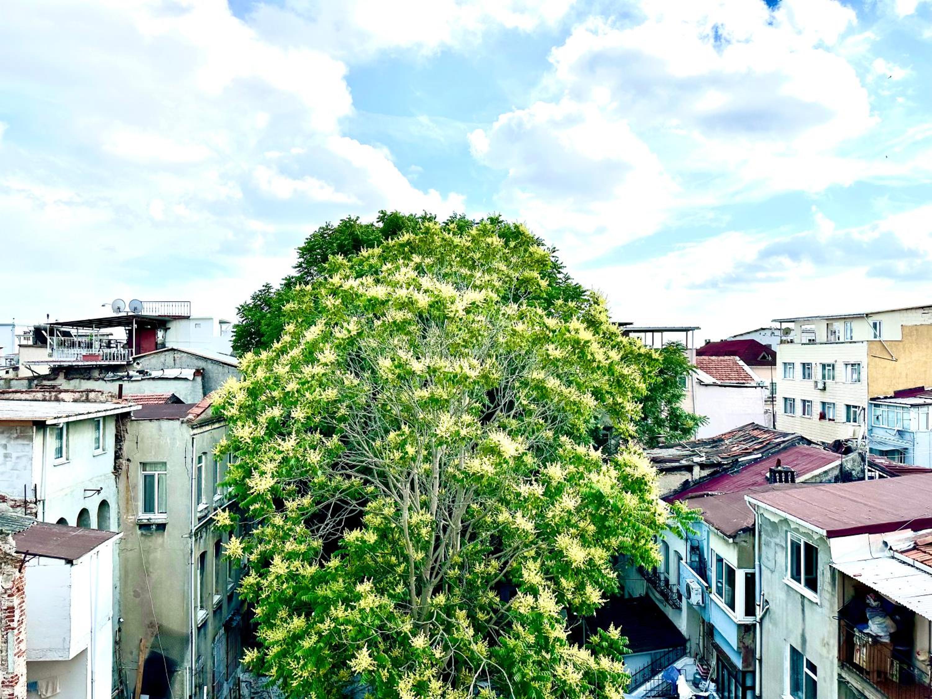 Alaca Suit - Image 25