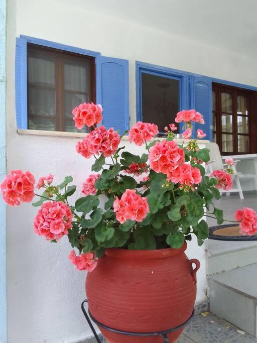 House SOFIA MILIES photo 4