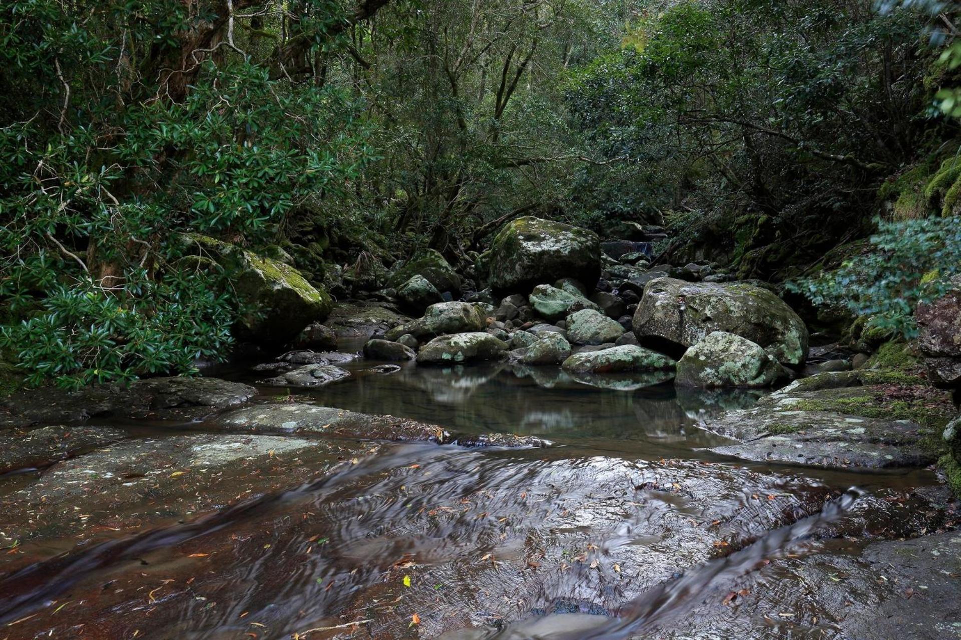 Rainforest River Retreat Kangaroo Valley