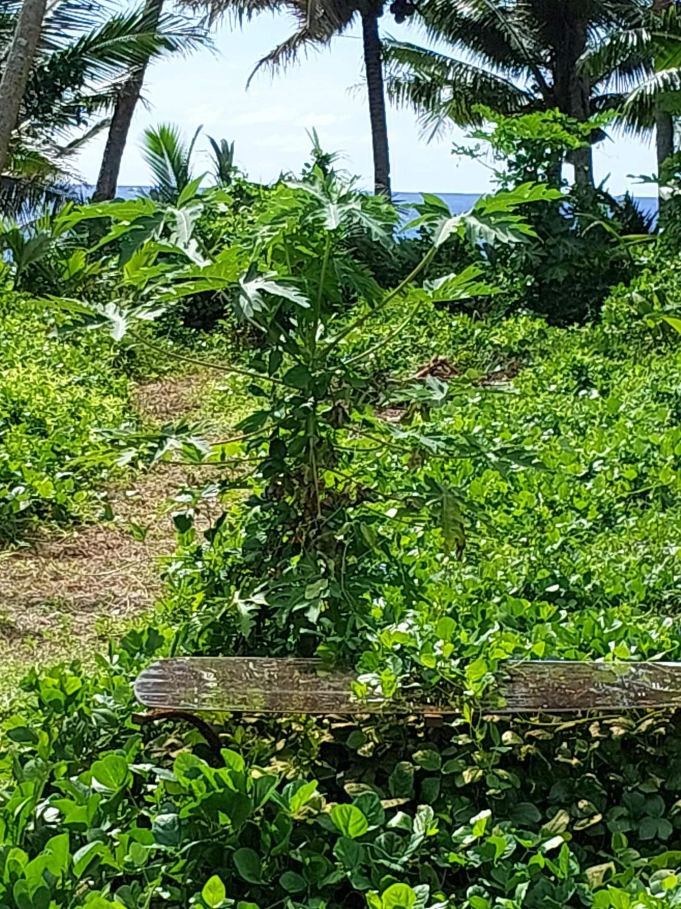 Barefoot Base Tupapa