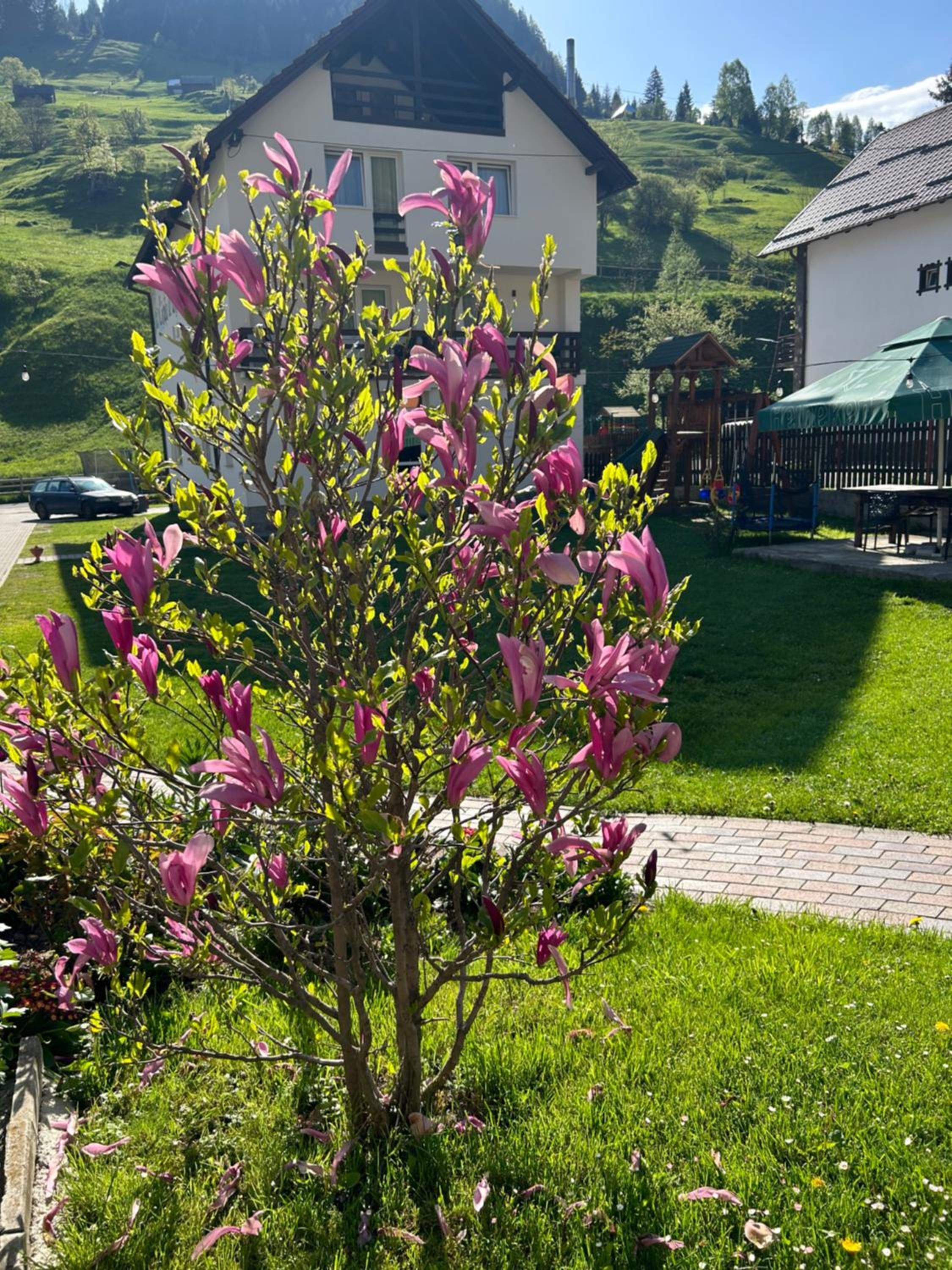 Photo 44