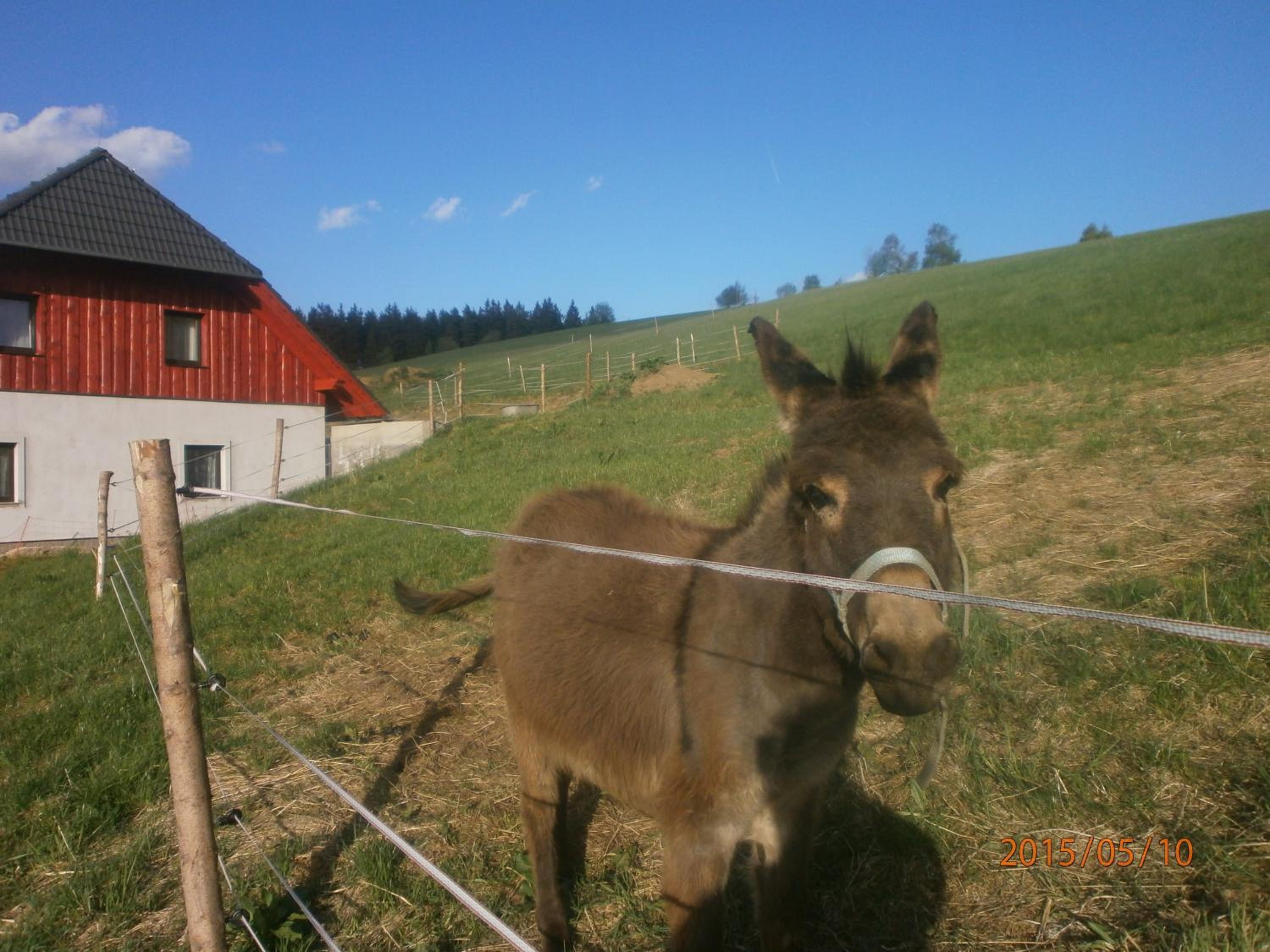 U Oslíka