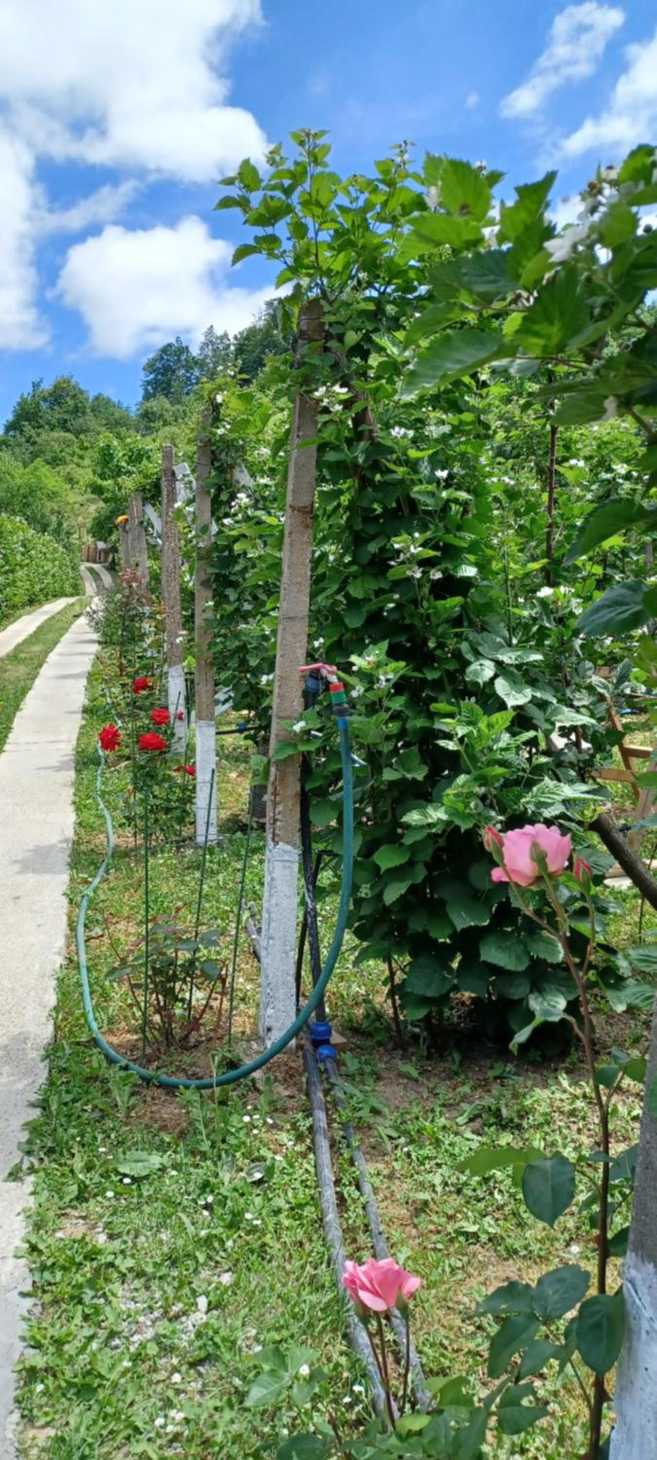 Photo 49