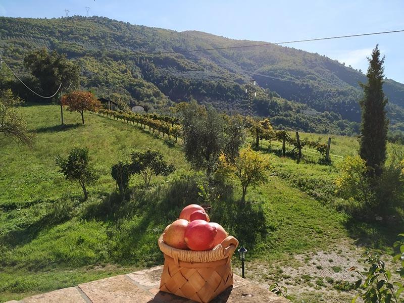 Agriturismo I Melograni - Property Image 43