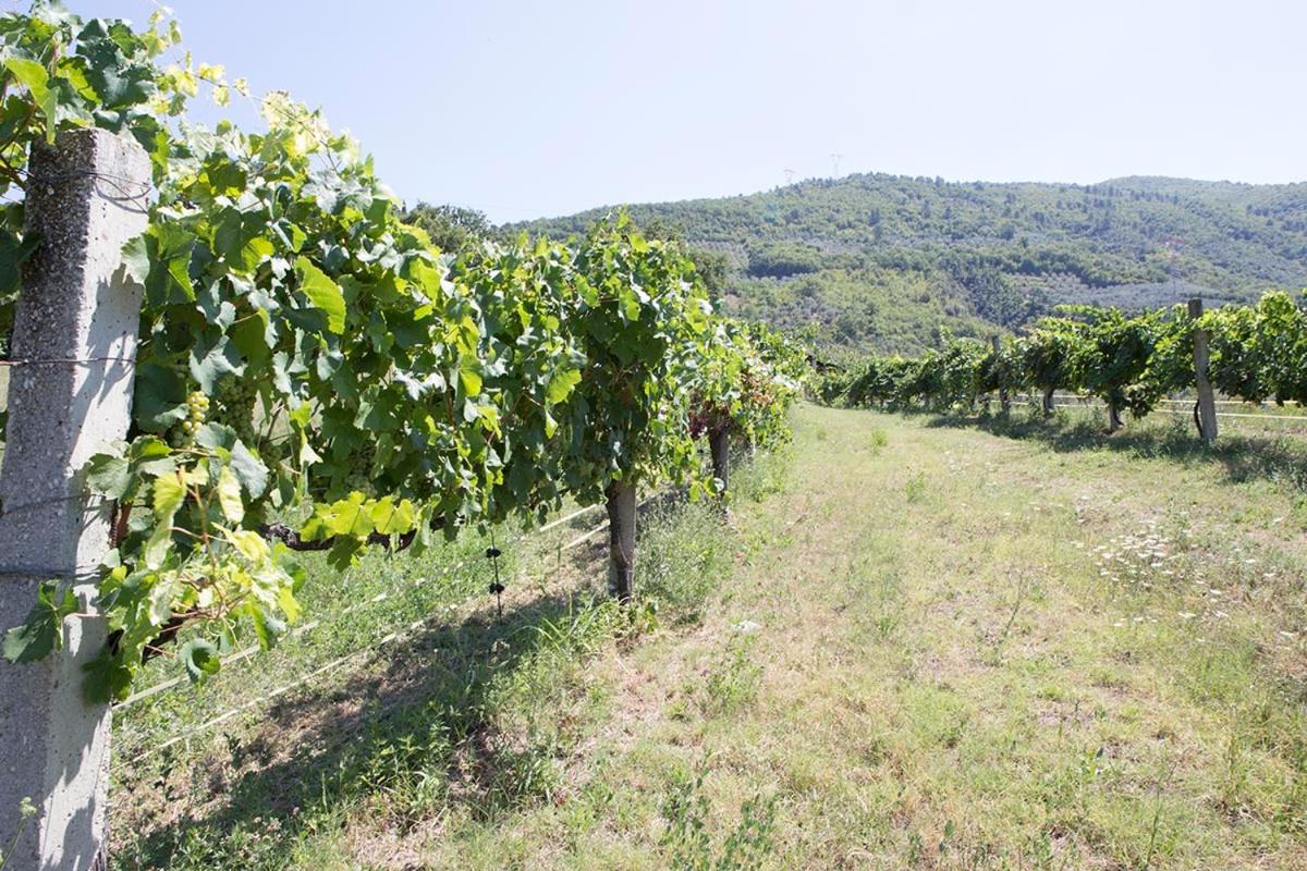 Agriturismo I Melograni - Property Image 47