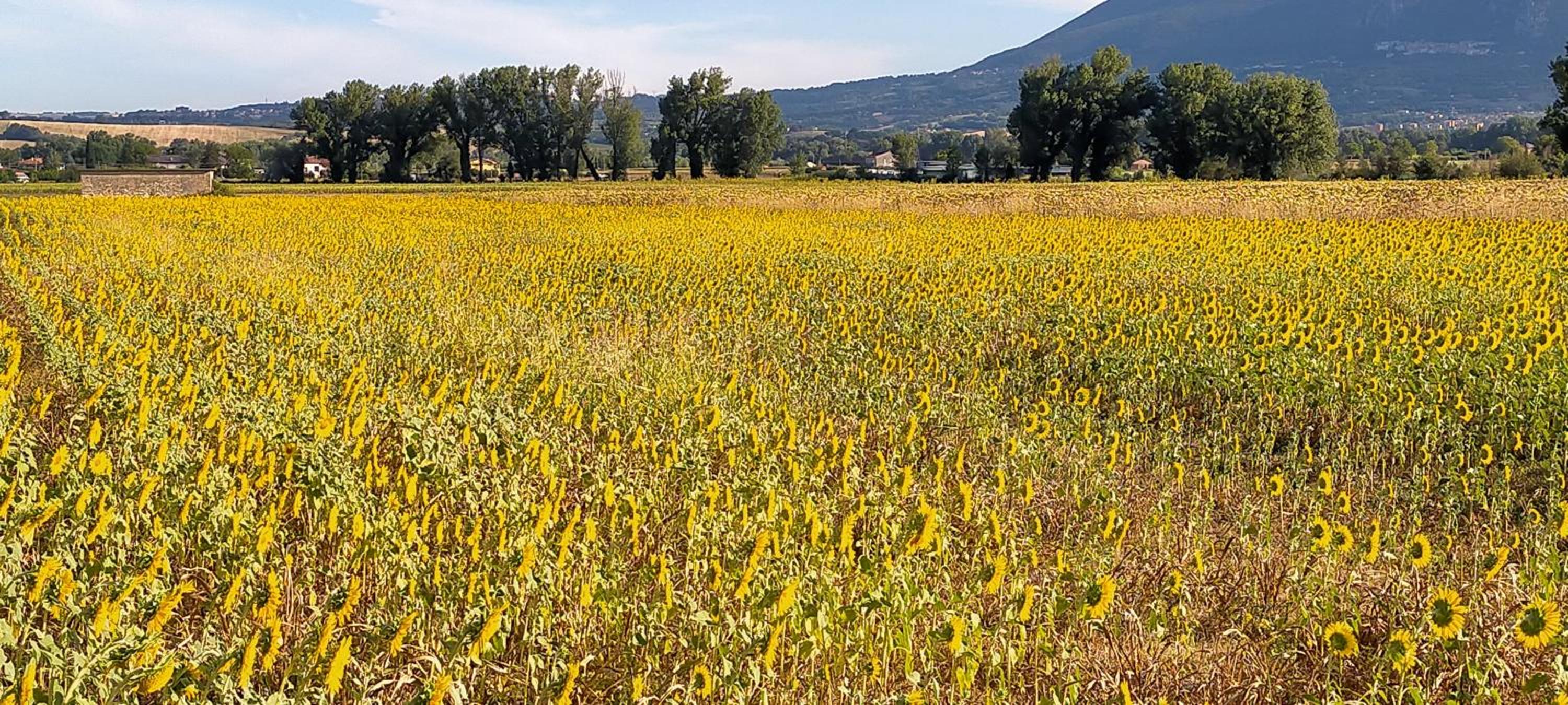 Agriturismo I Melograni - Property Image 12