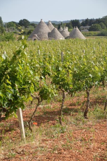 Traditional stone house: Trullo Apluvia view 5