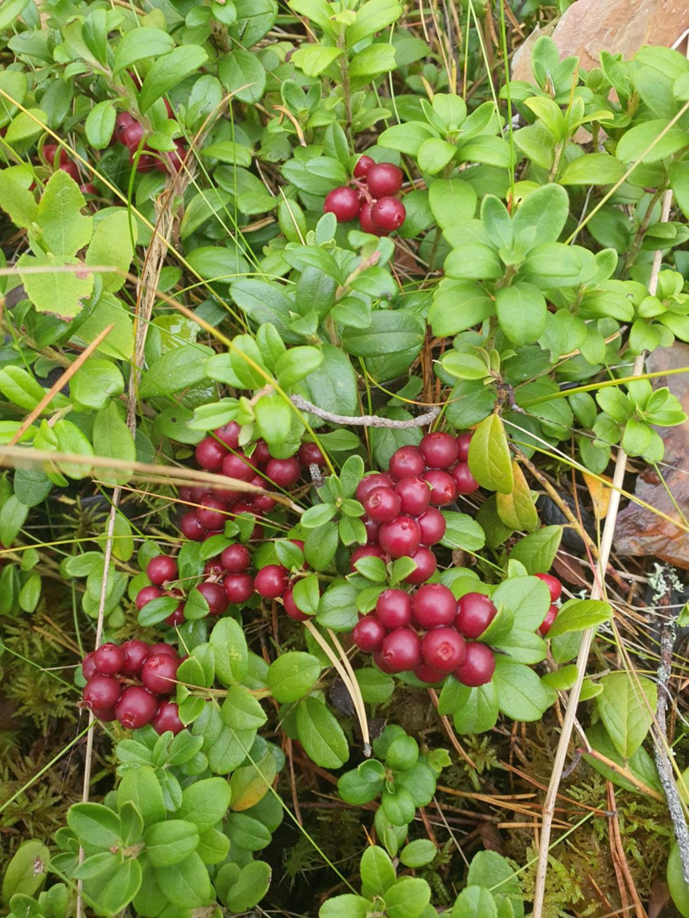 Ilmastoitu huvila ja rantasauna
