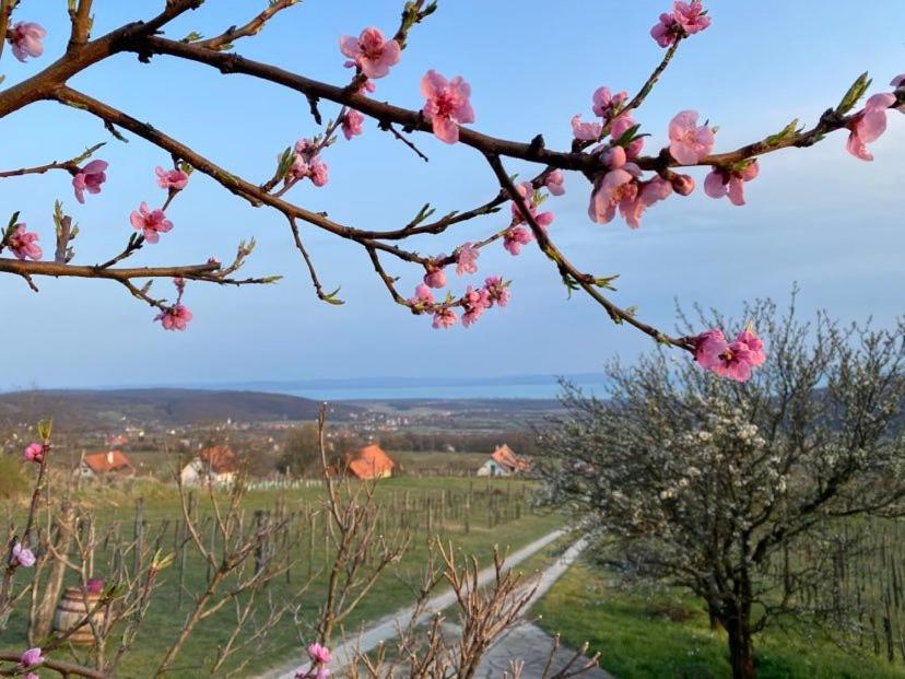 Panoráma Borbirtok