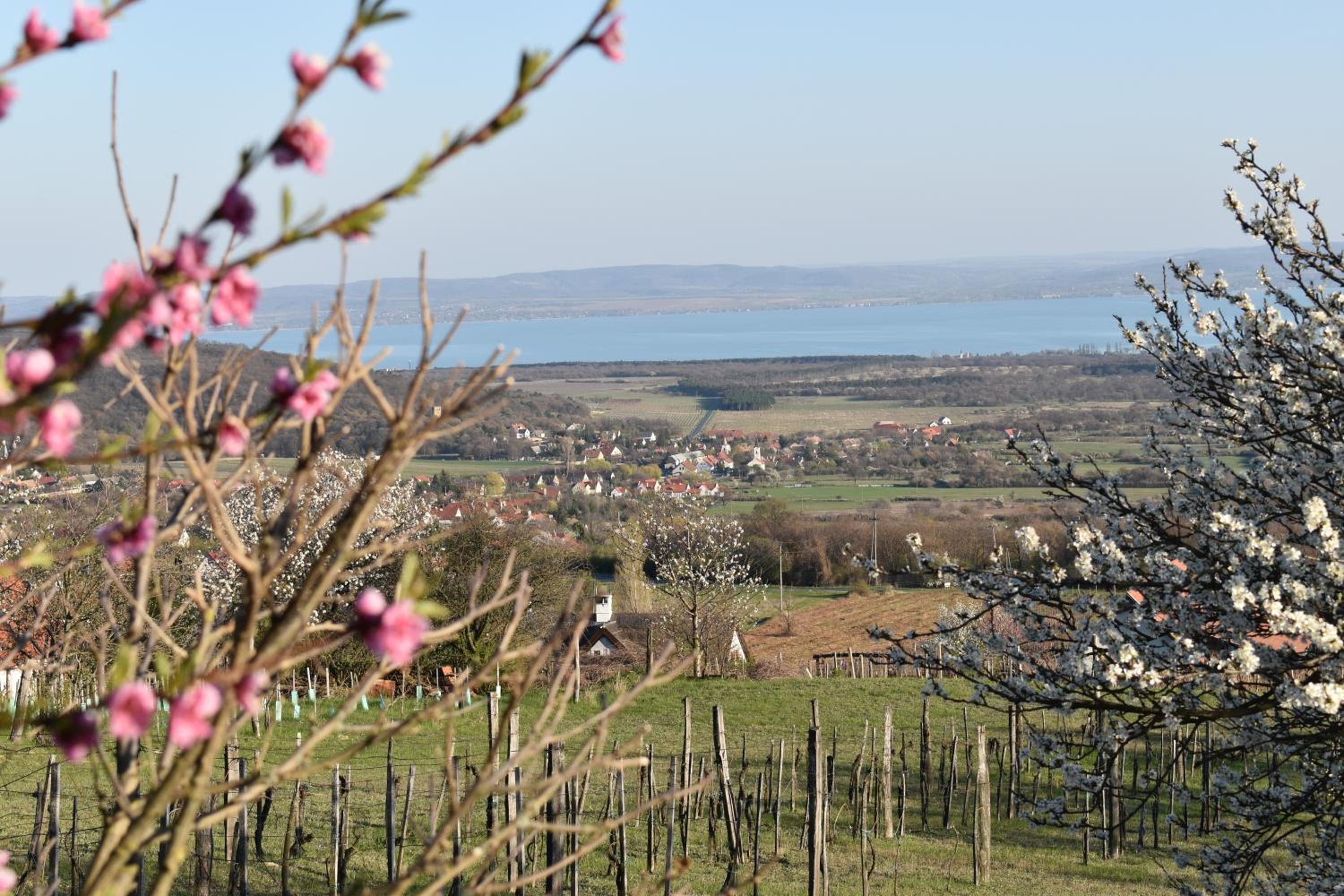 Panoráma Borbirtok