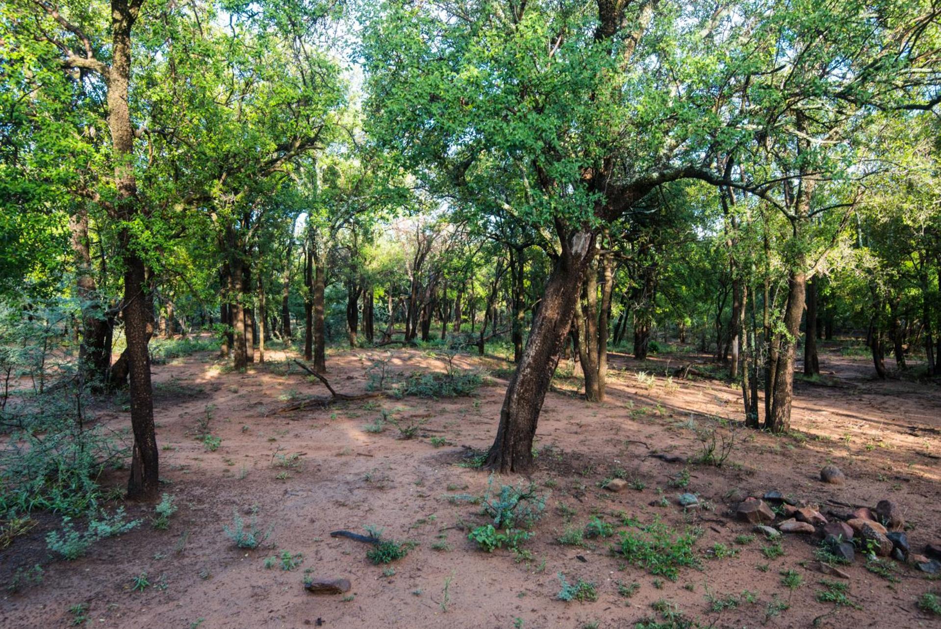 Lush Private Game Lodge