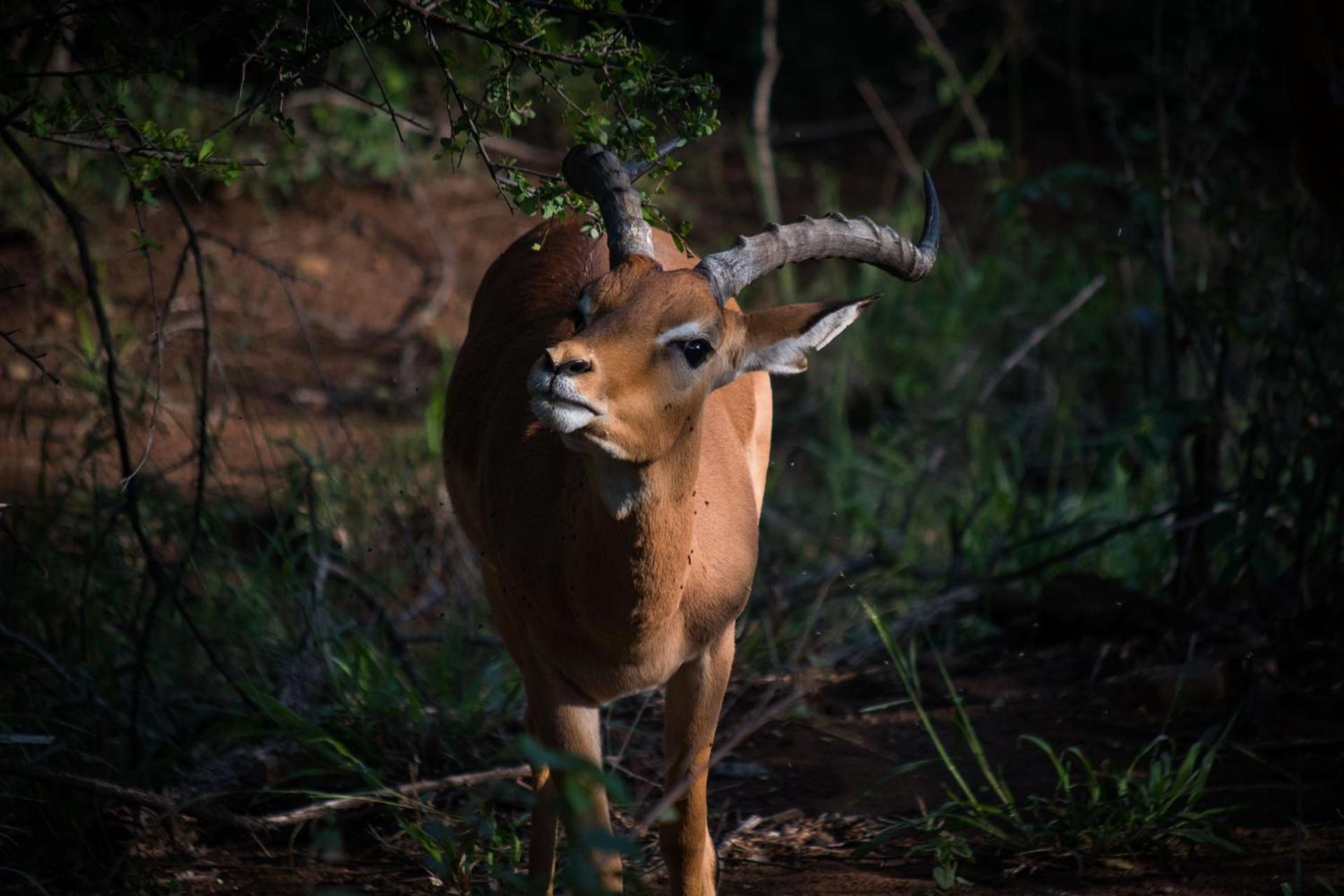 Lush Private Game Lodge
