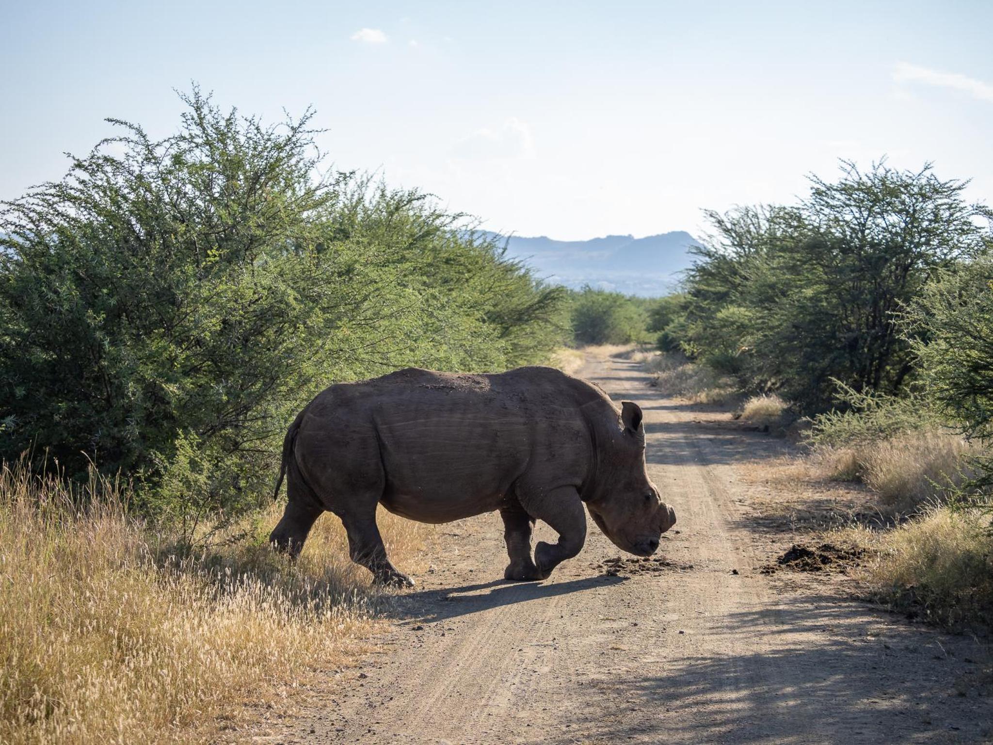 Lush Private Game Lodge