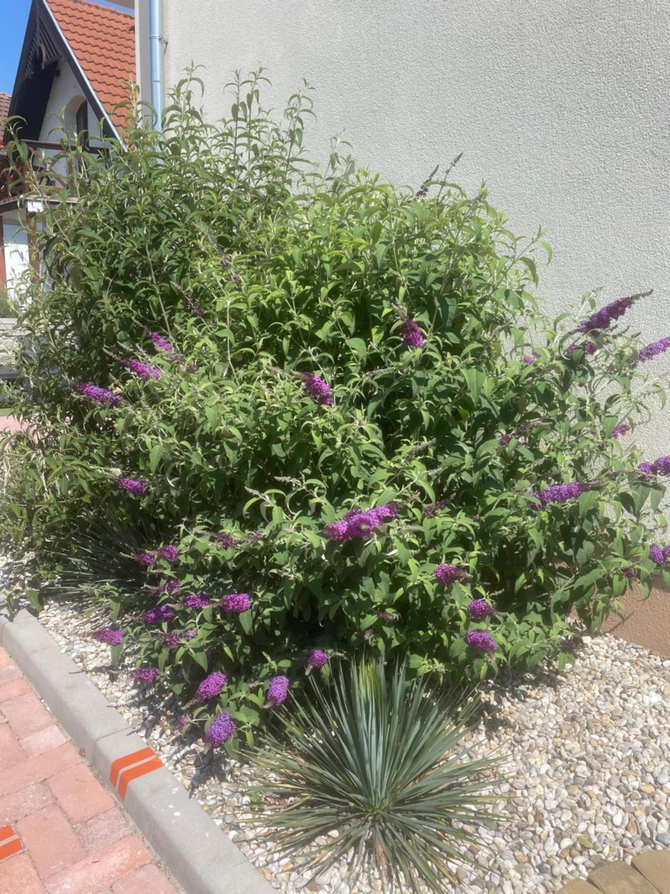 Photo 37