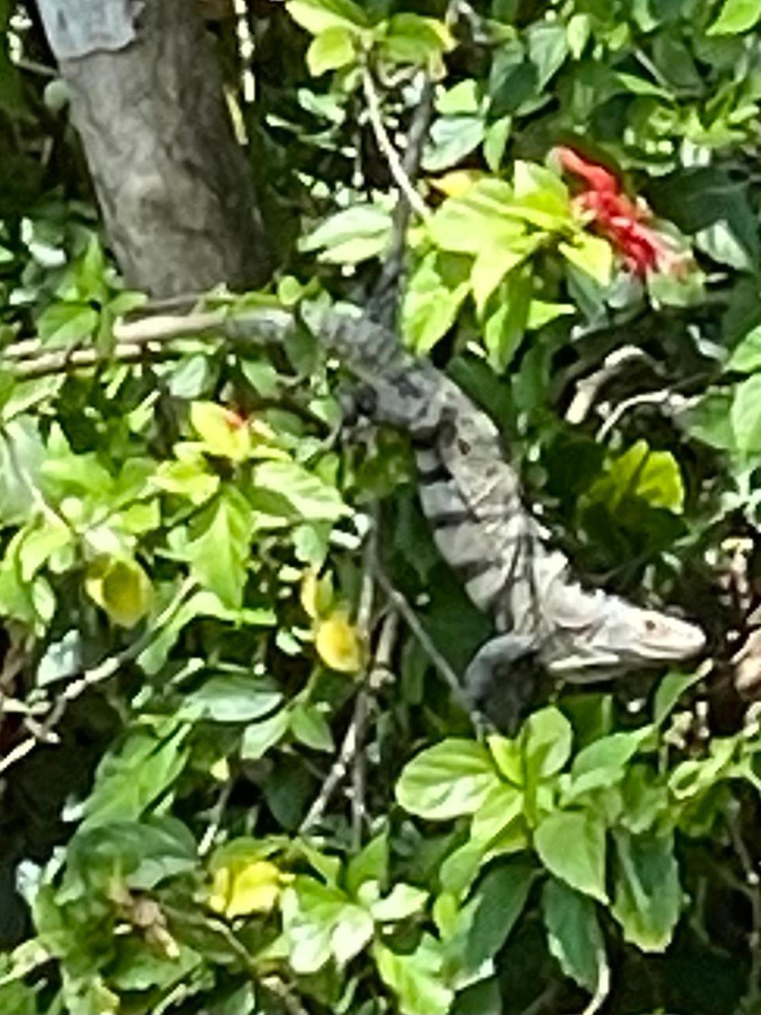 An abundance of wildlife at Jungle Glory Home Abajo