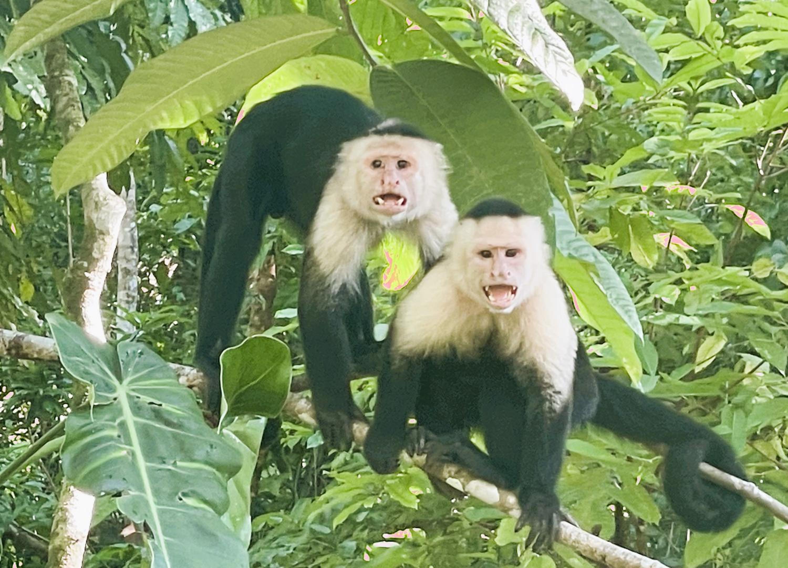 An abundance of wildlife at Jungle Glory Home Abajo