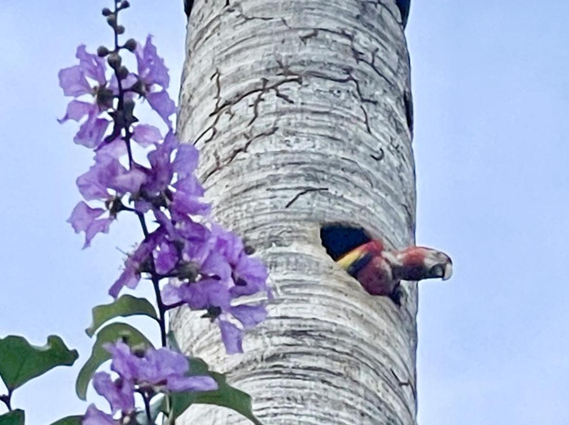 An abundance of wildlife at Jungle Glory Home Abajo