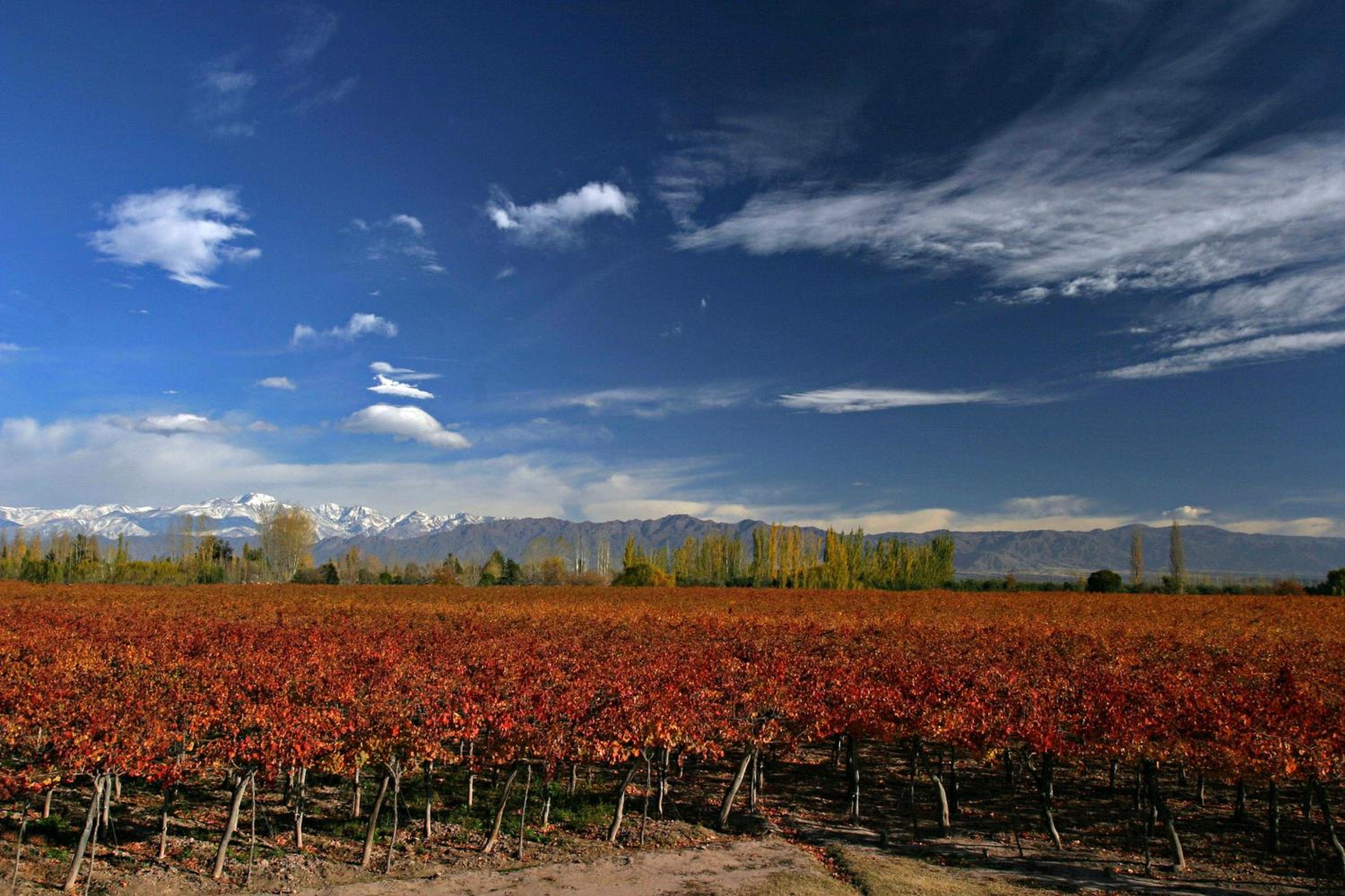 Finca Mosso Lunlunta