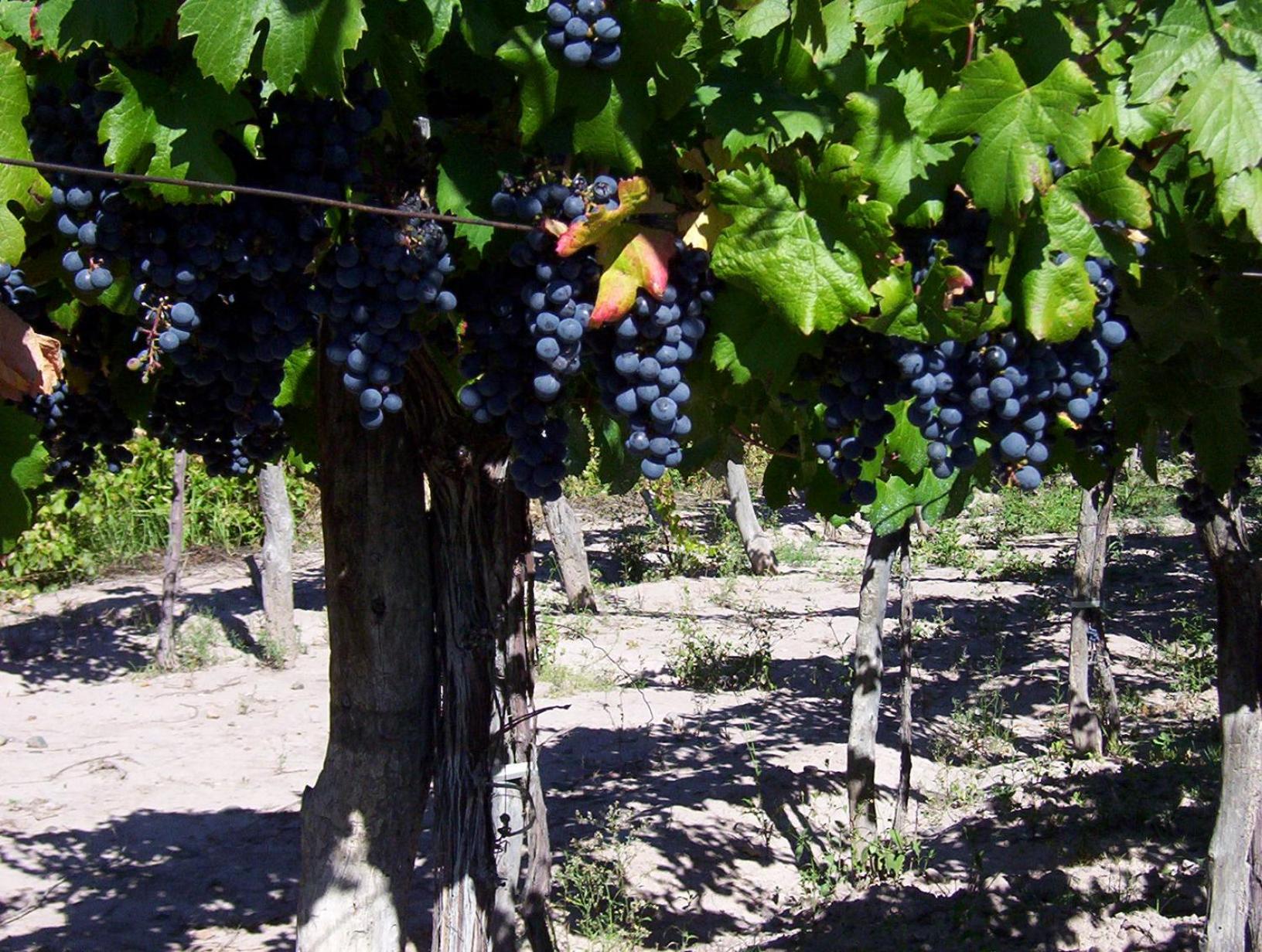Finca Mosso Lunlunta