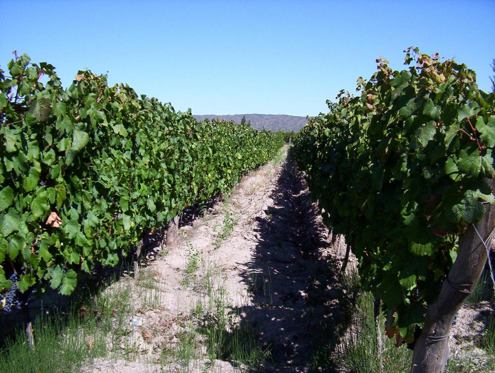 Finca Mosso Lunlunta