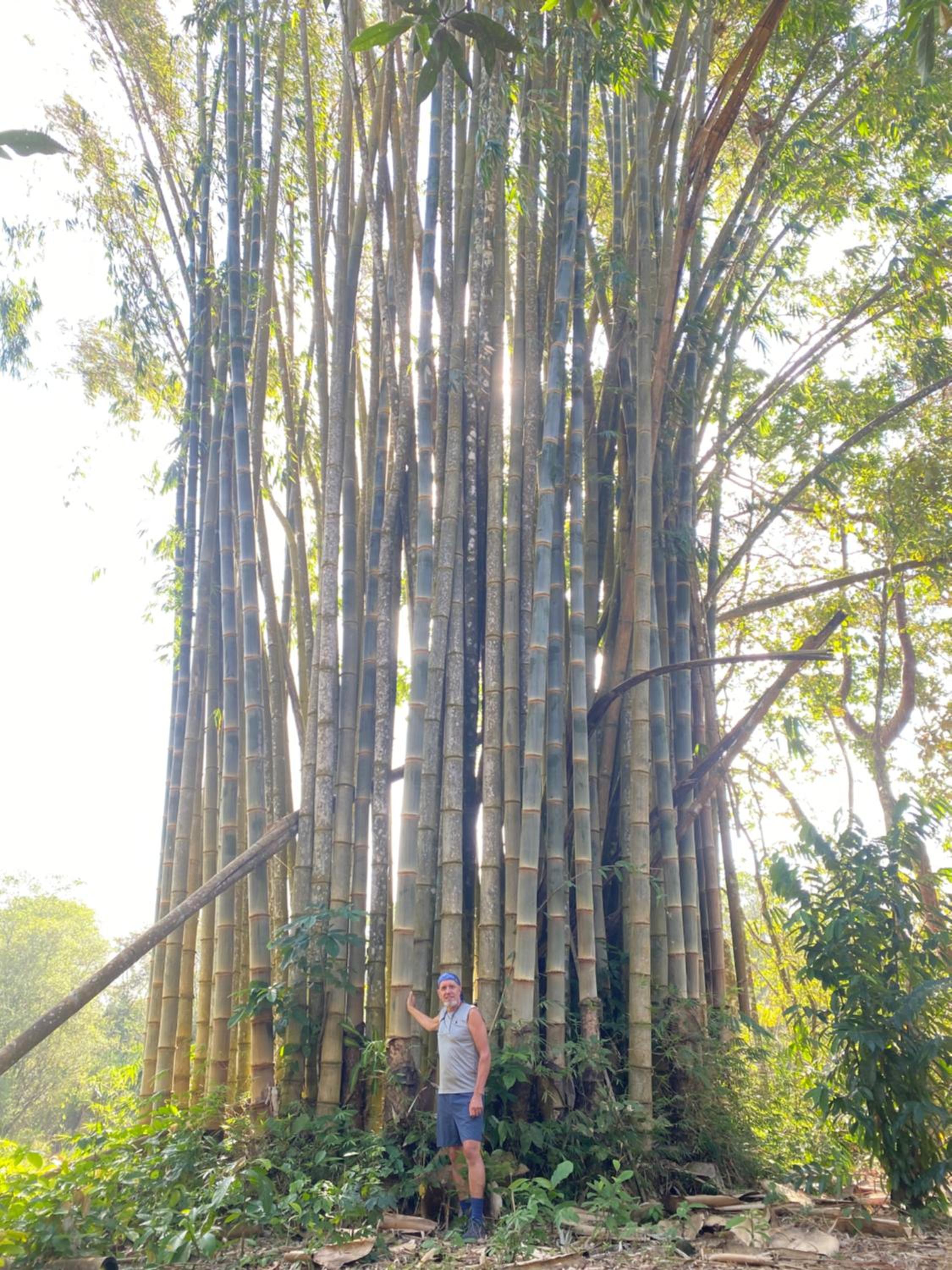 Finca Bambú Del Valle
