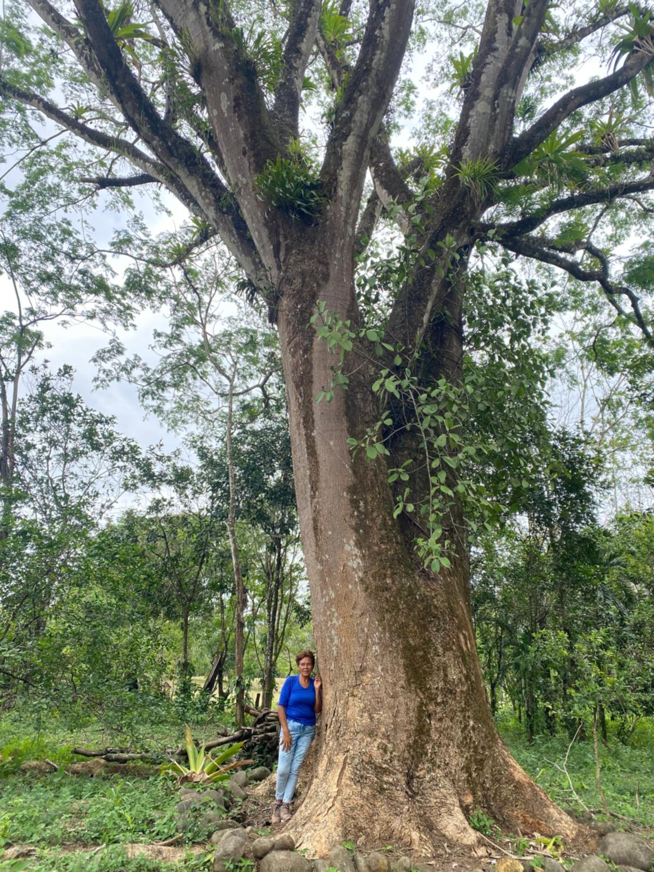 Finca Bambú Del Valle