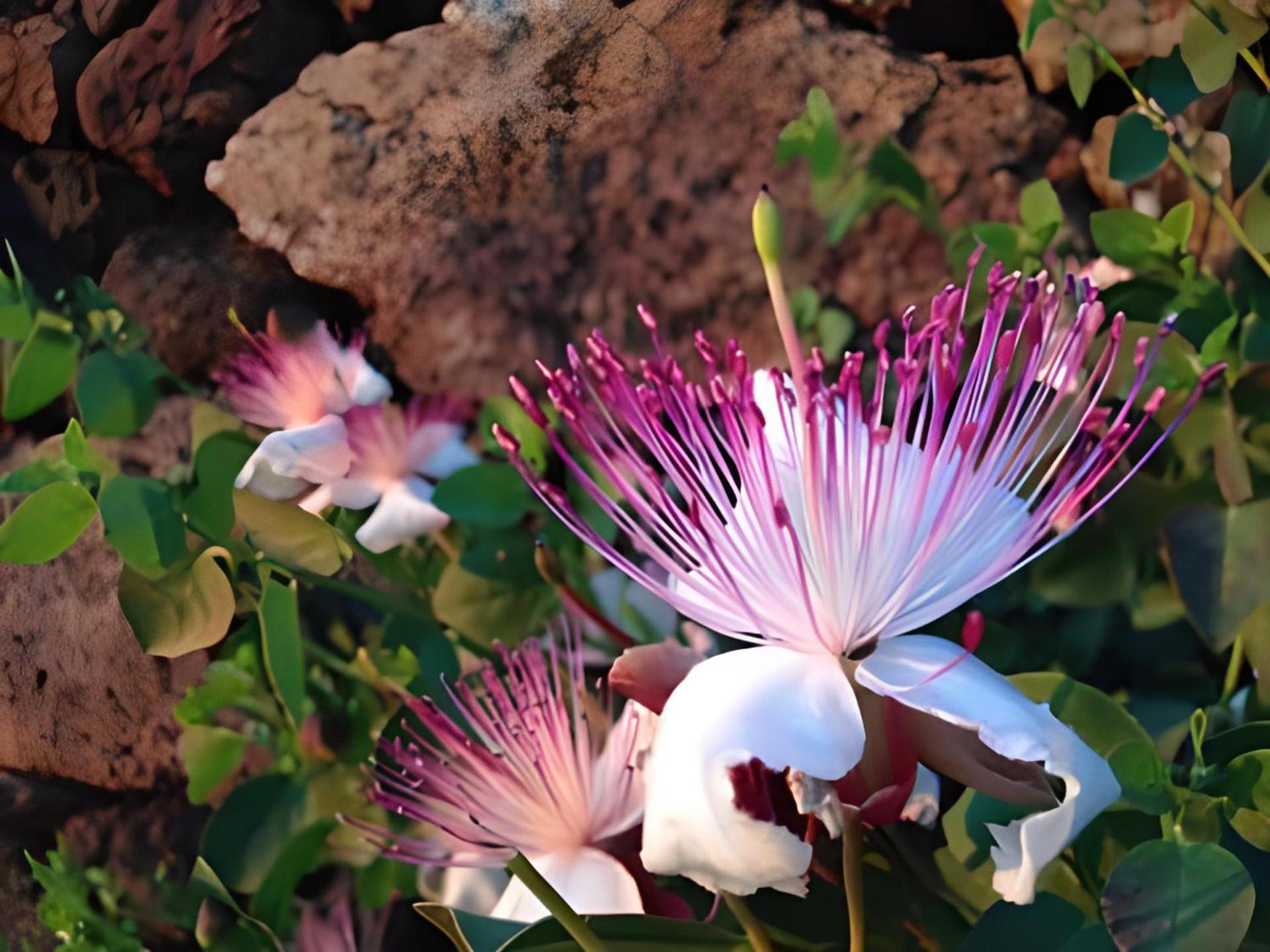 Dammuso Pantelleria - Fiori D'Ossidiana