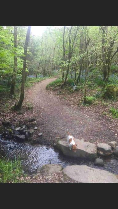 Traditional Rural Cottage, haven for families with pets view 2