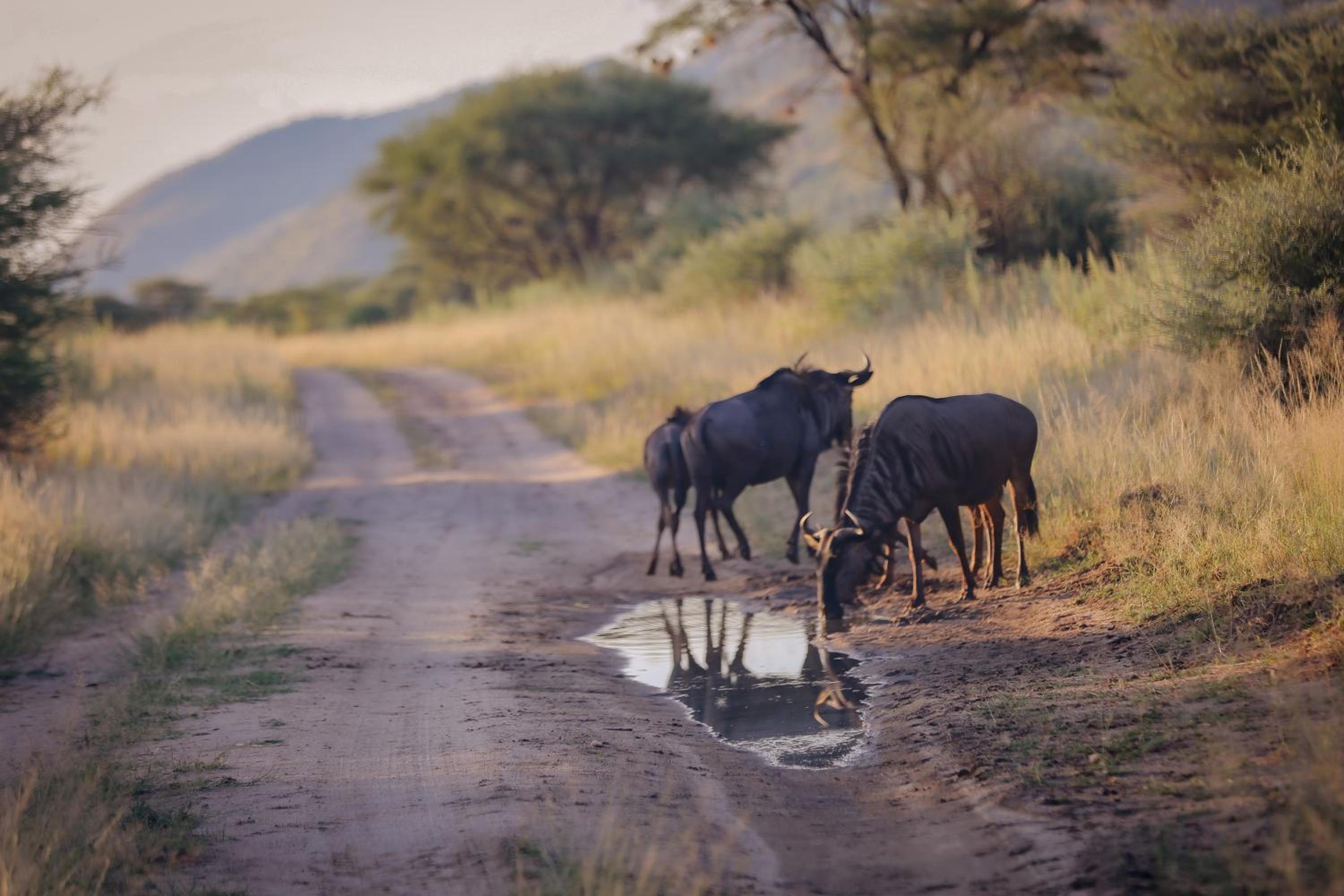 Okapuka Safari Lodge