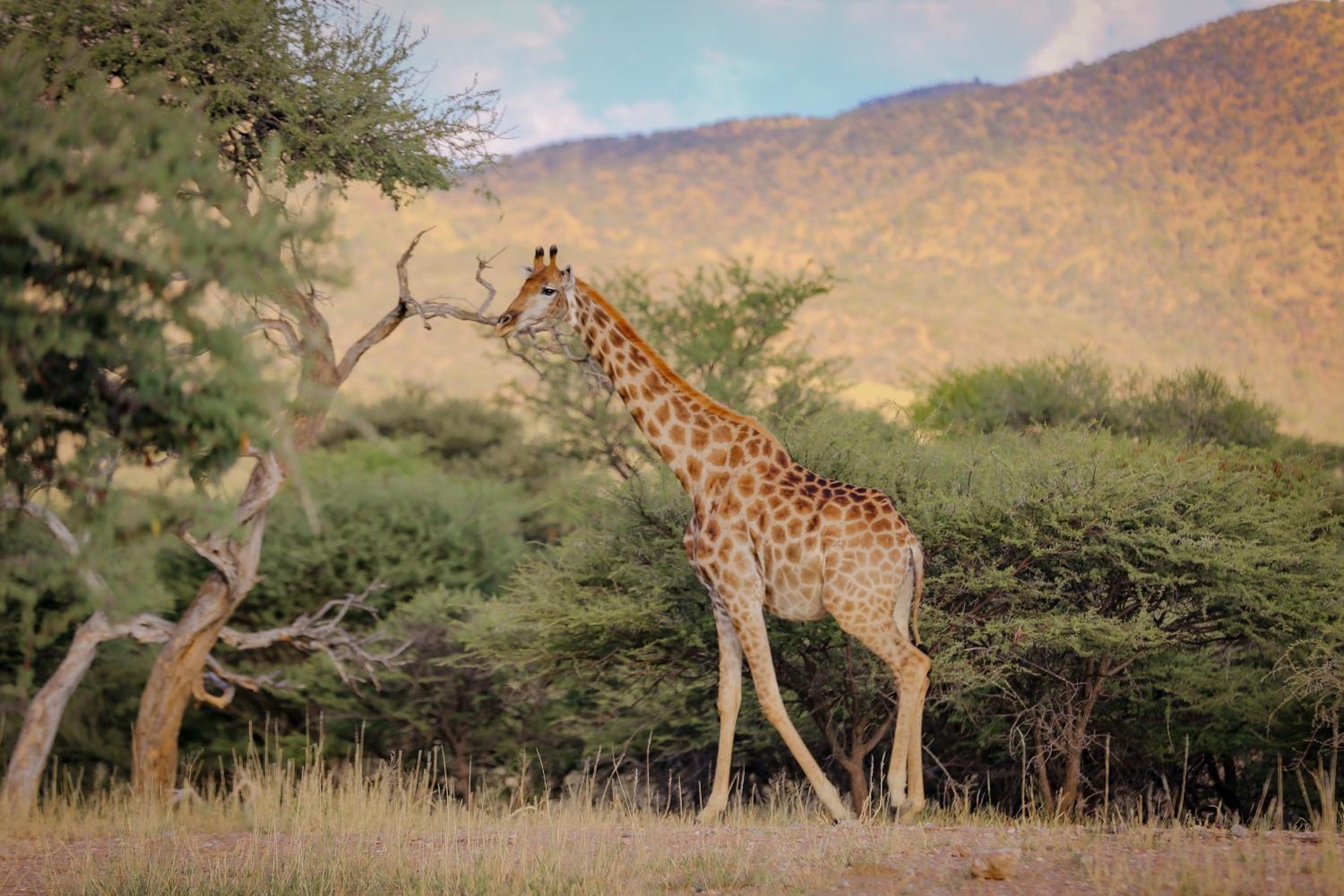 Okapuka Safari Lodge