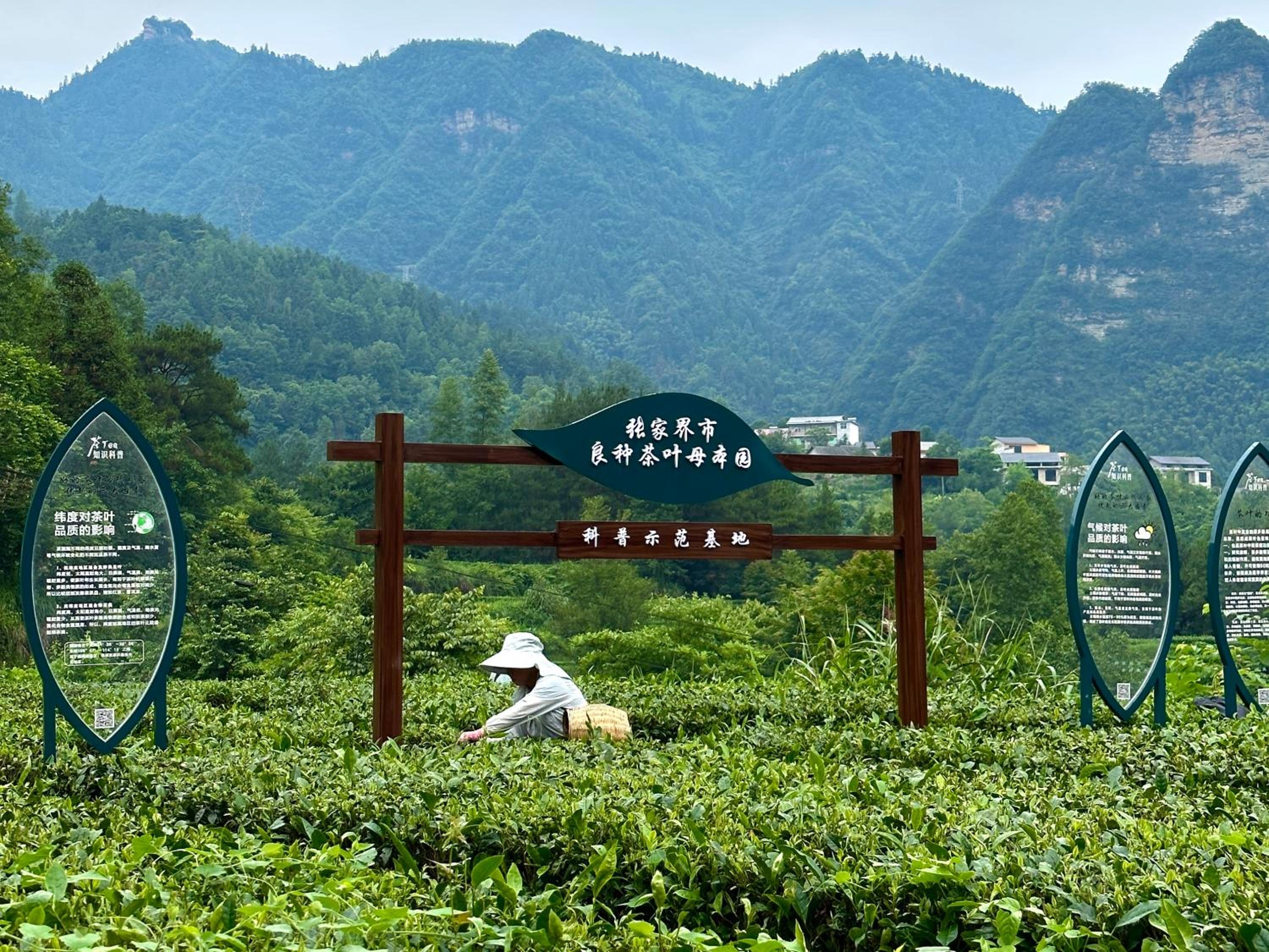 Zhangjiajie National Park Nvue Resorts