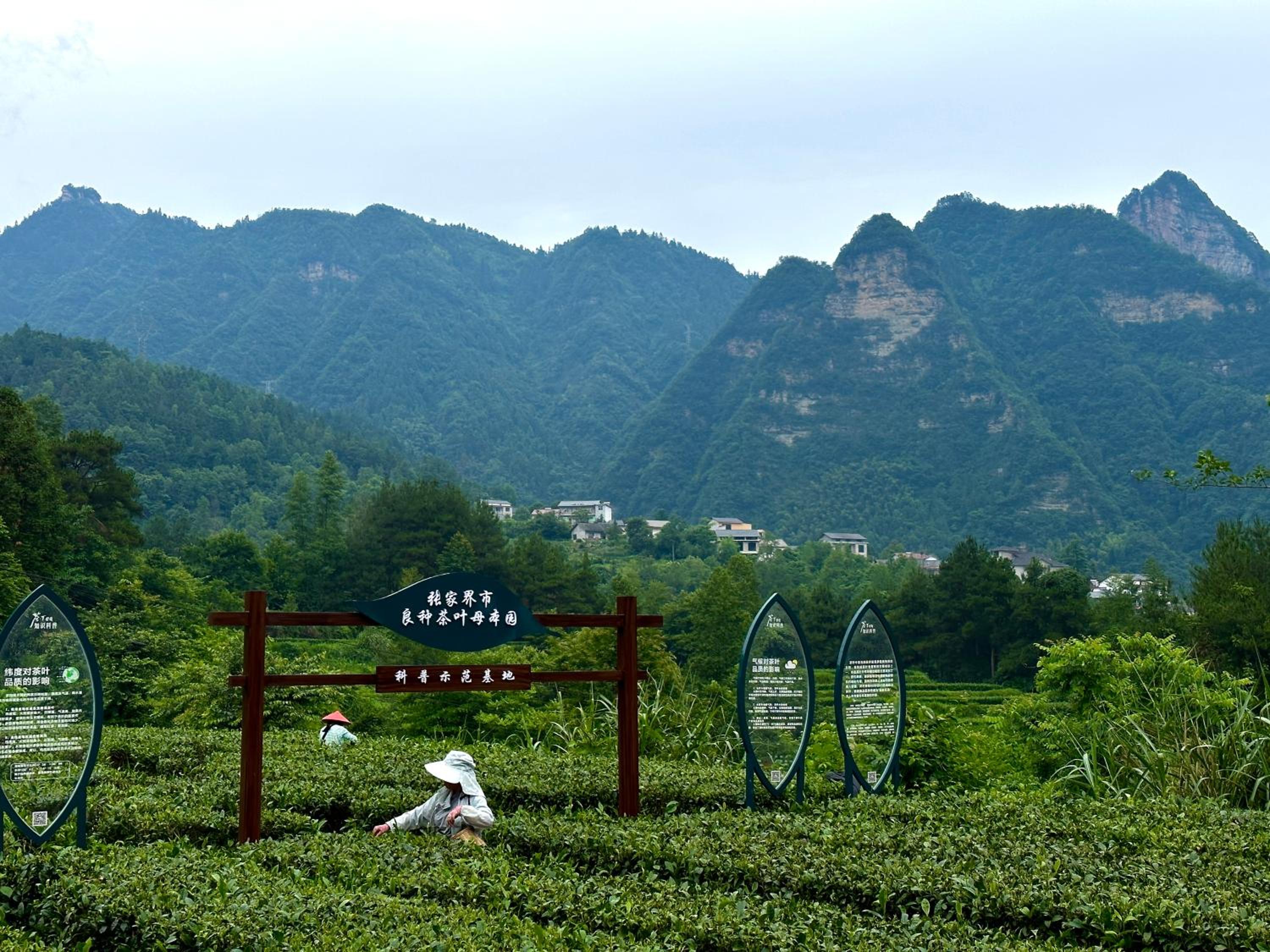 Zhangjiajie National Park Nvue Resorts