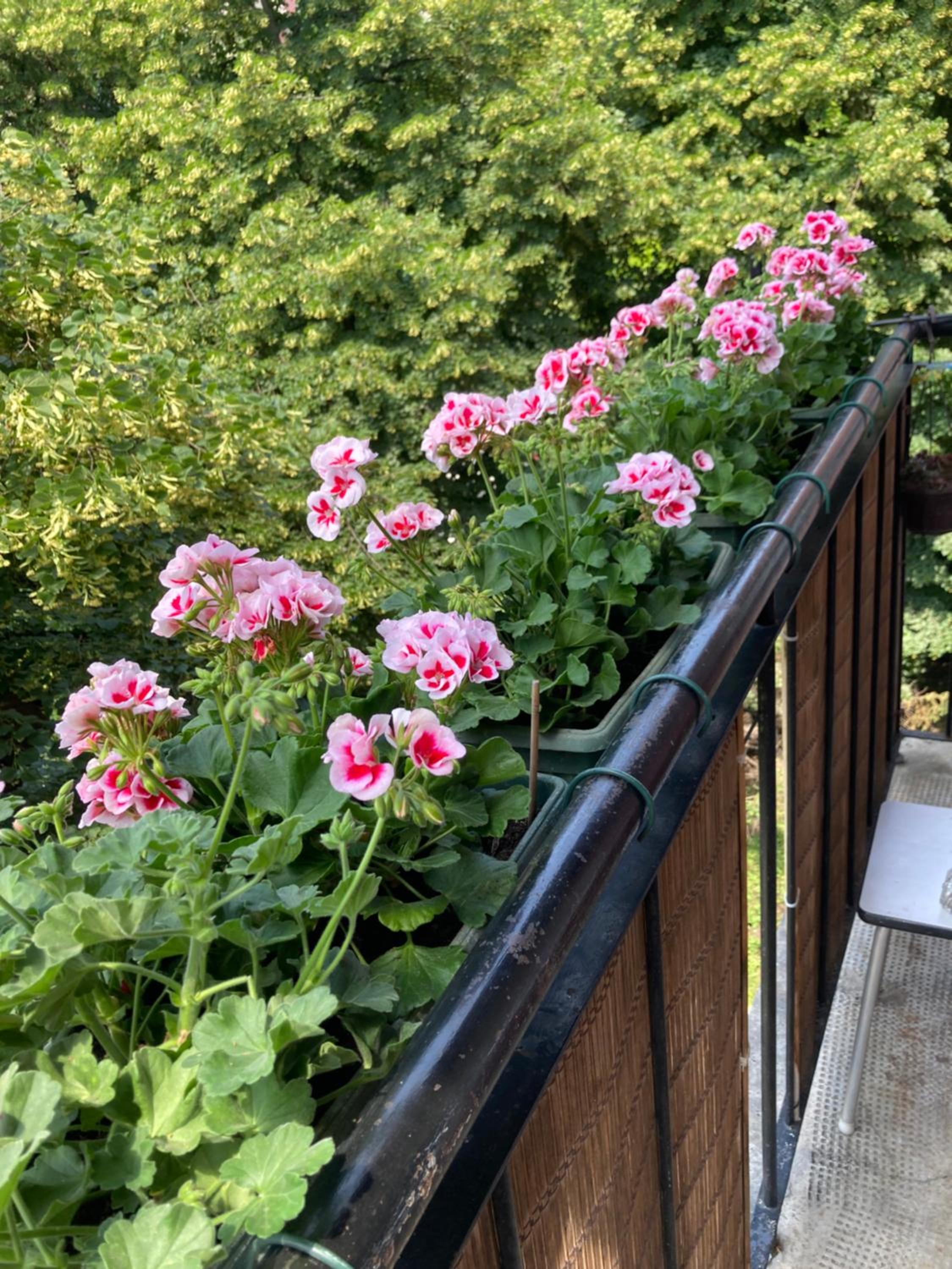Apartman Marija
