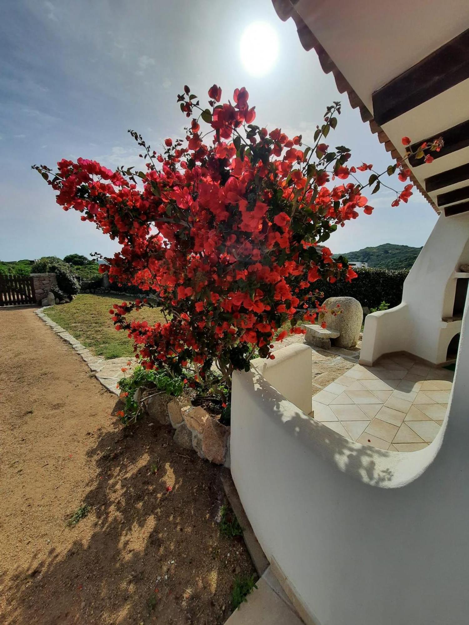 Villa Cala d'Oro santa teresa di gallura view 4