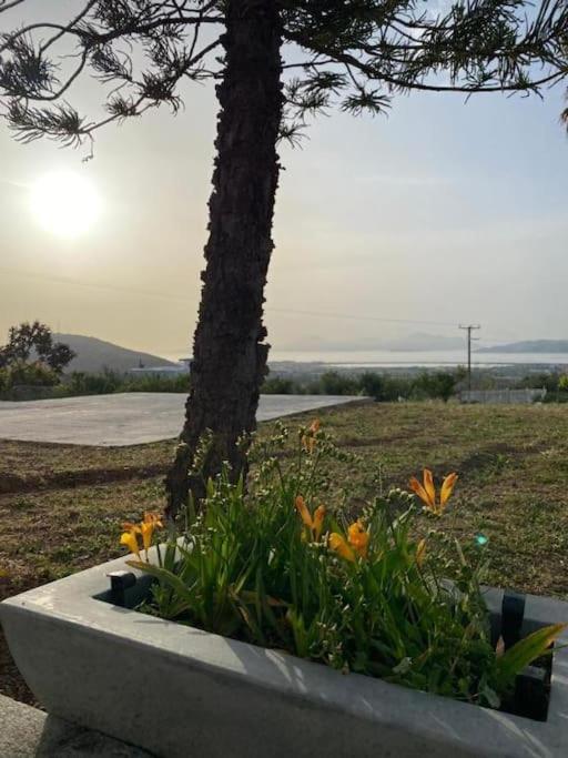 Handra Apartment Seaview