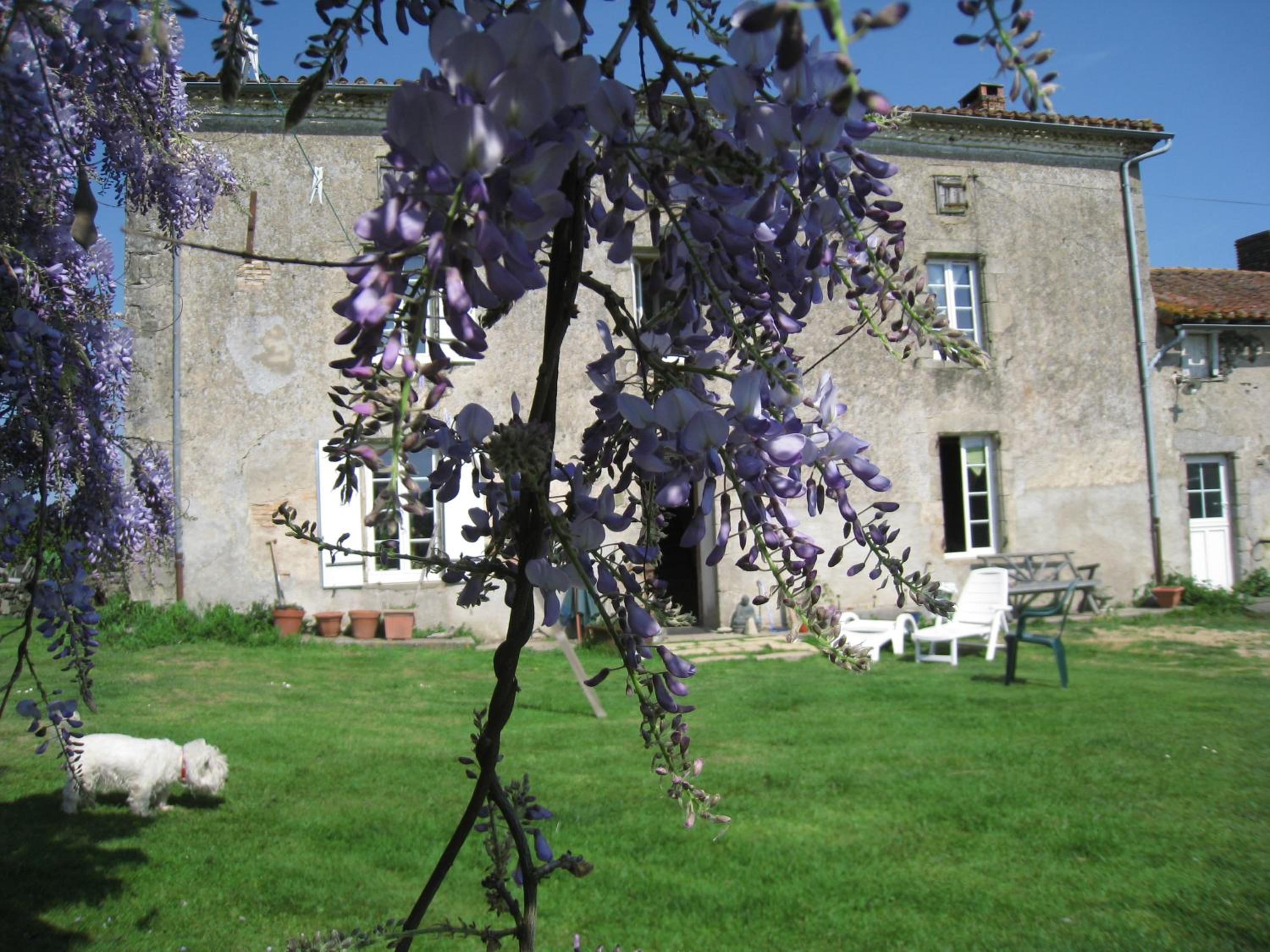 Wisteria House