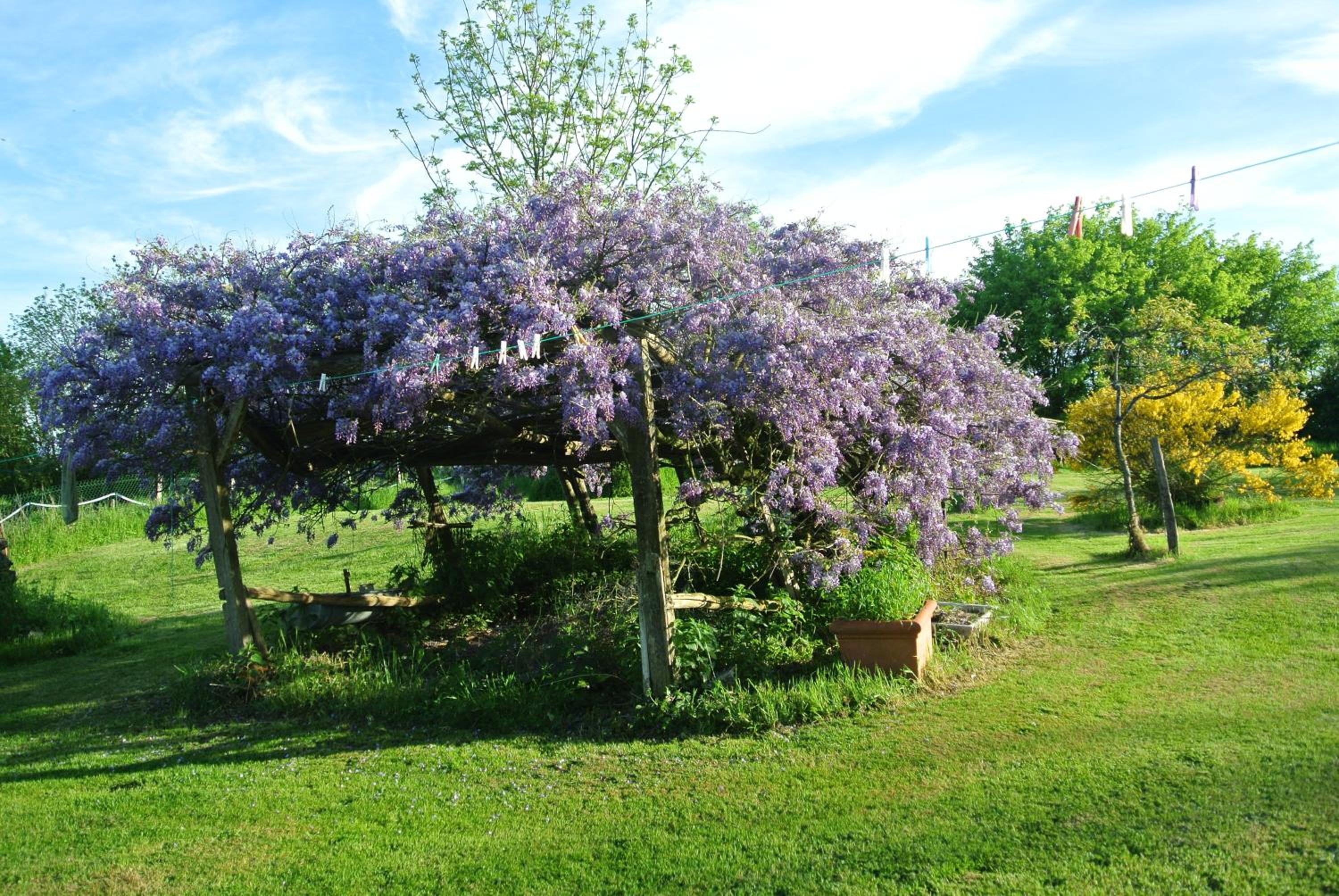 Wisteria House
