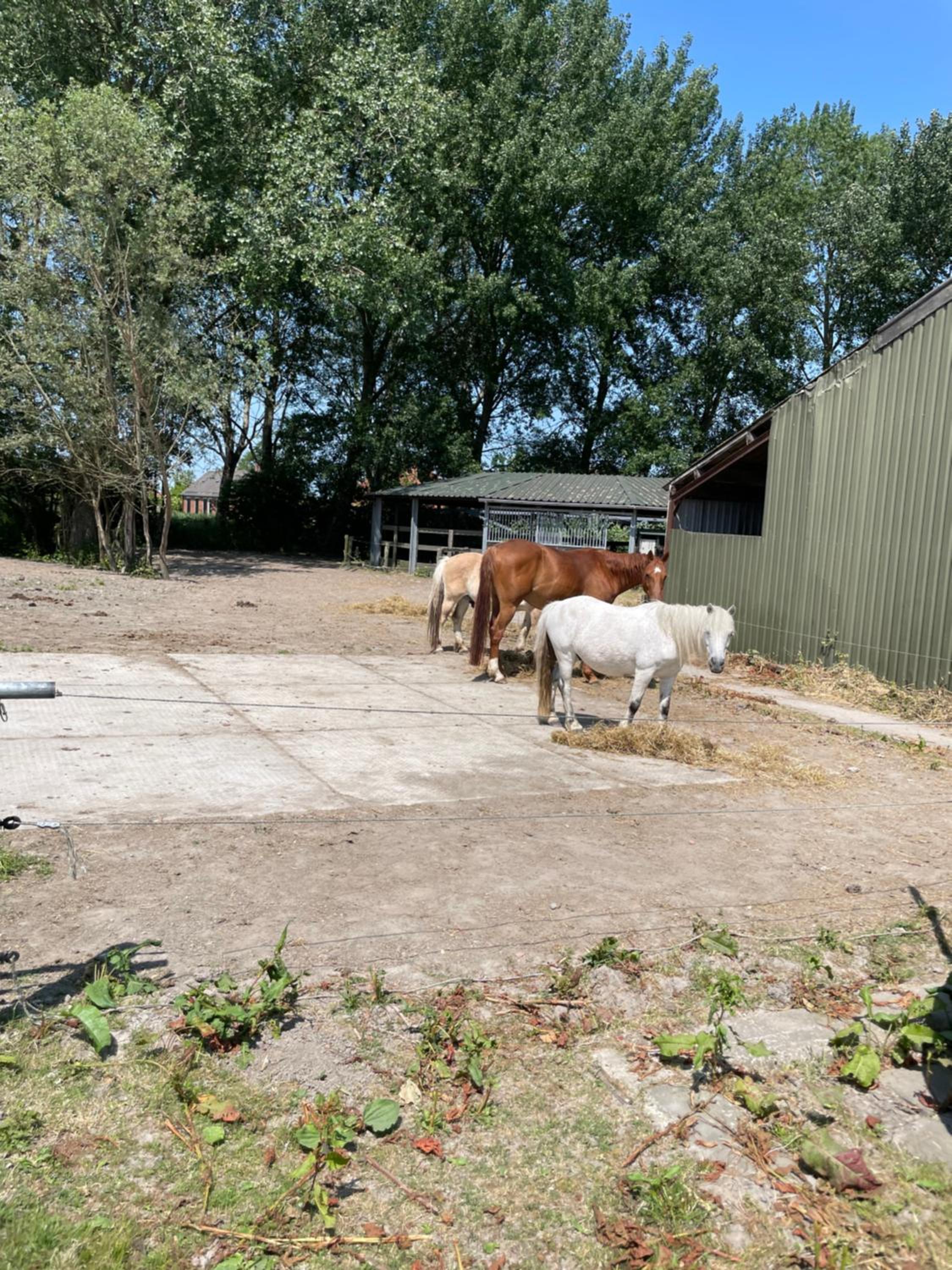 The Horse Farm view 5