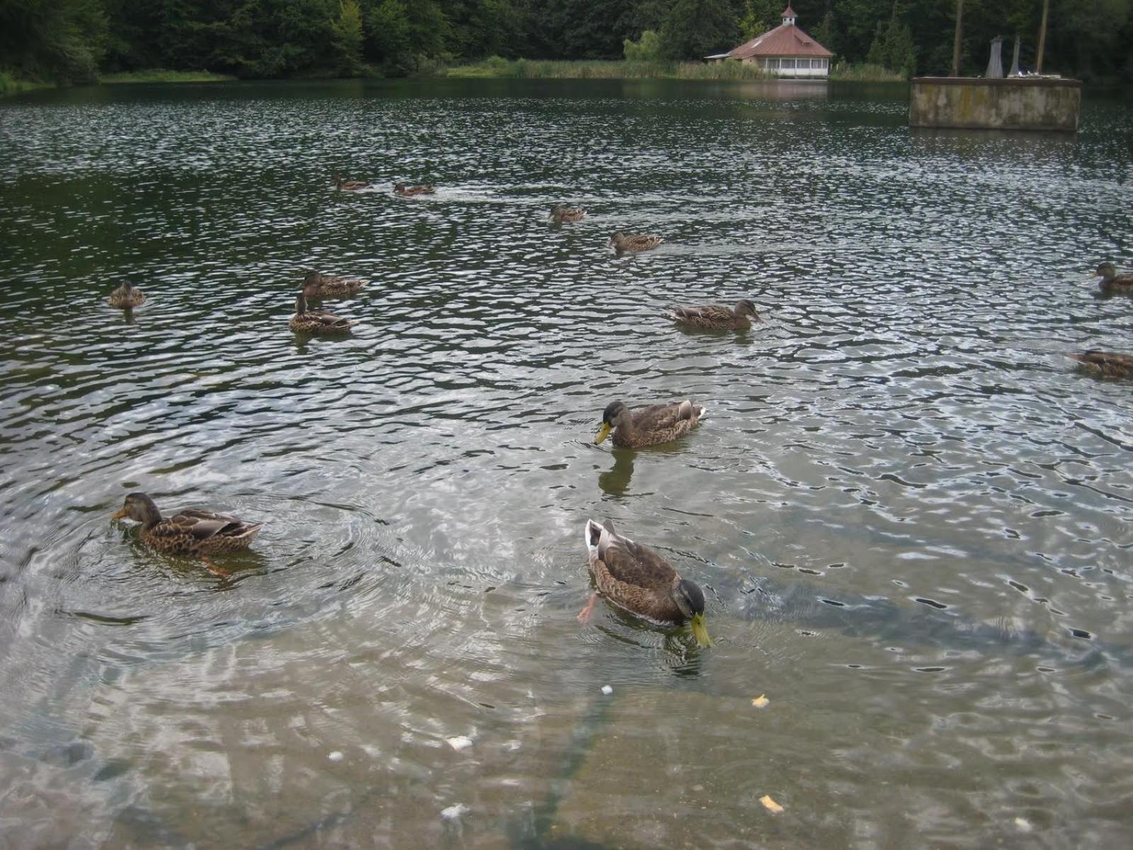 Photo 33