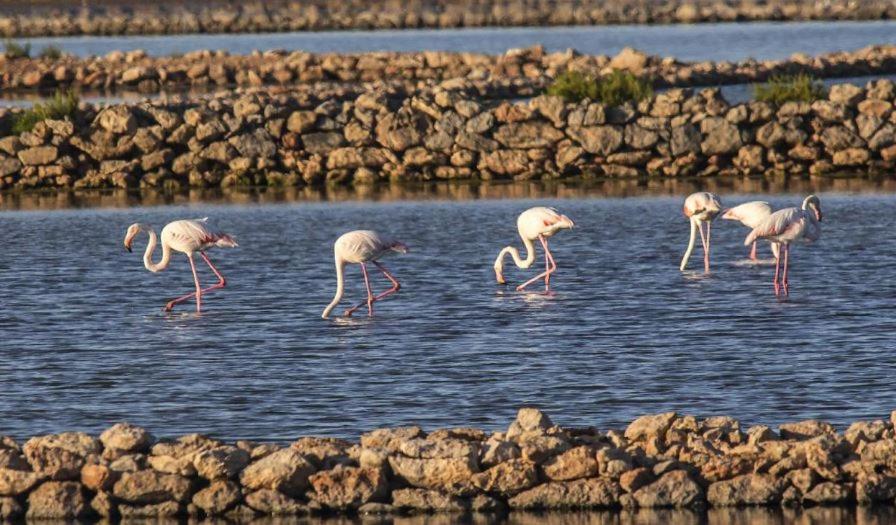 Vista de Flamencos