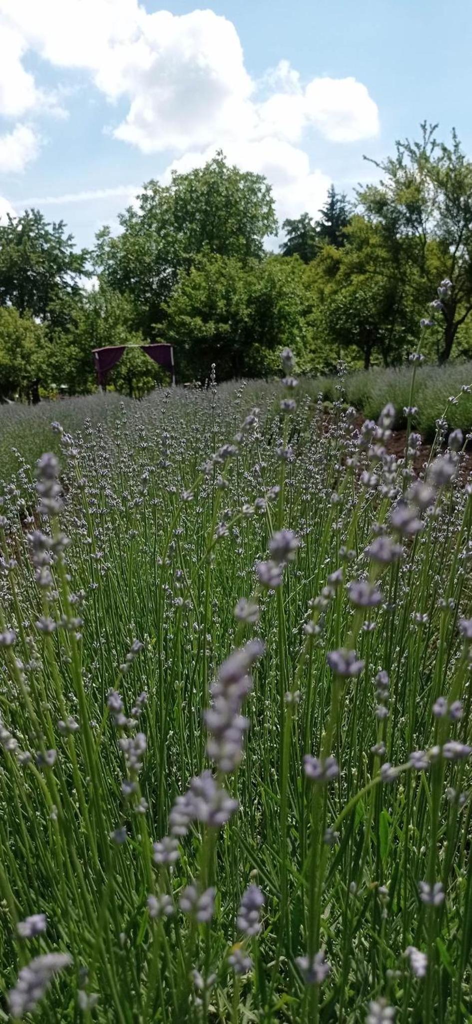 Casa rurală cu livadă LavAndra