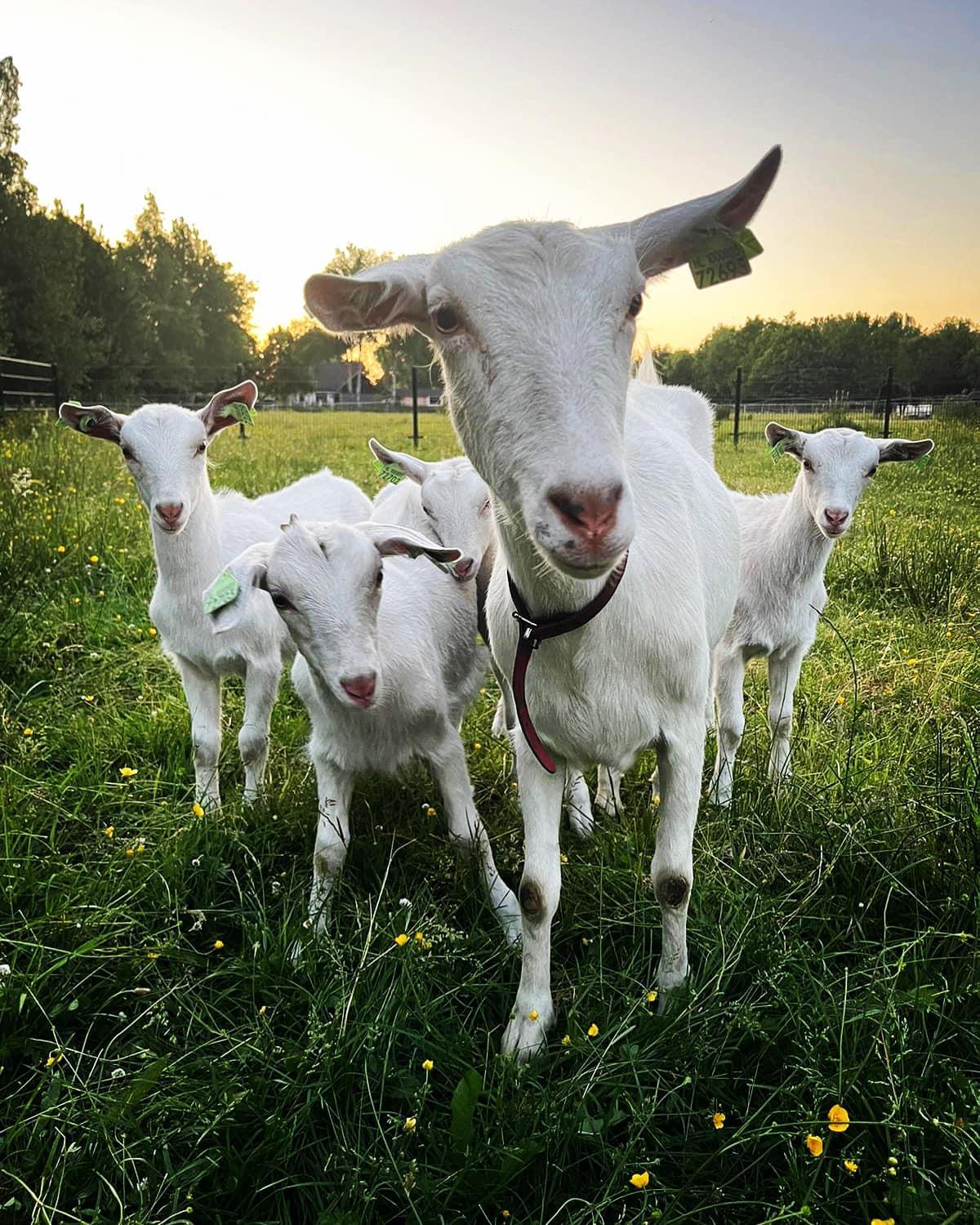 Pipowagens bij Pannenkoekenrestaurant & Camping De Koppenjan 'Een uniek verblijf met kinderspeelboerderij' view 4