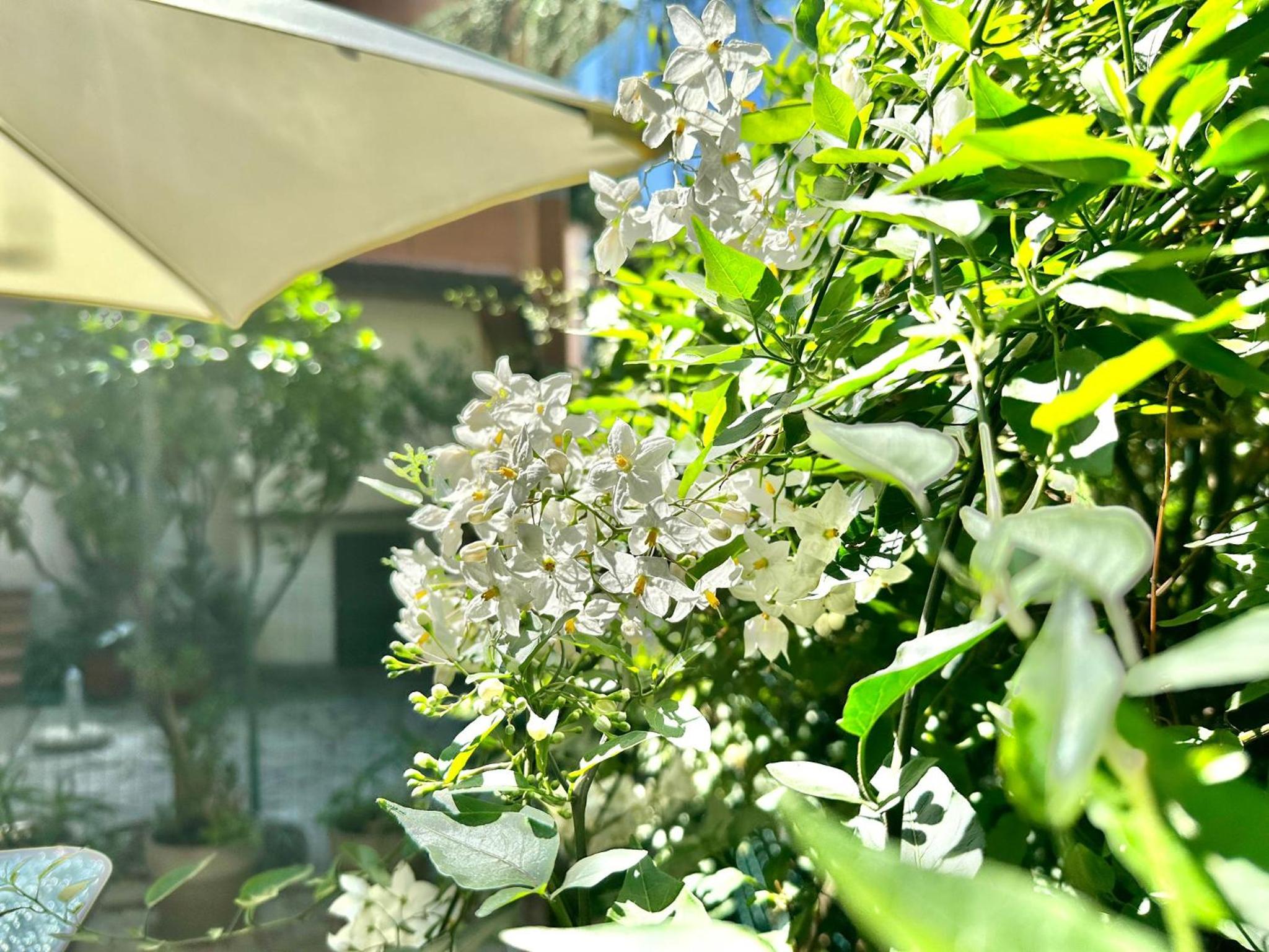 Appartamento Limone