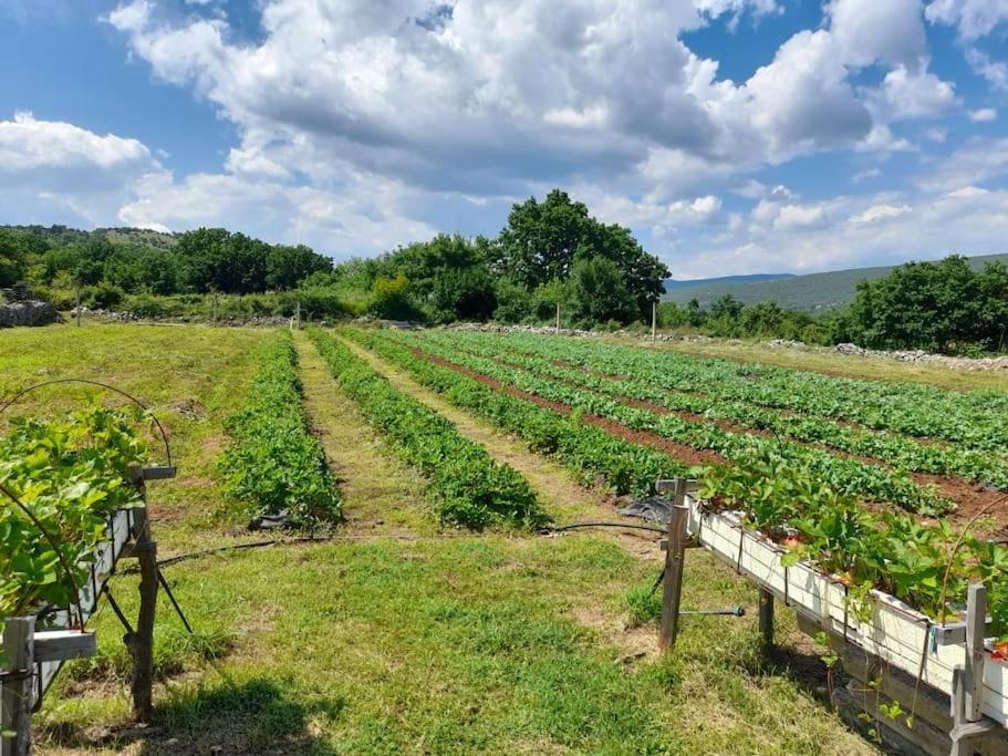 VILLA DOLA near Split - private pool, orchard, peace view 4