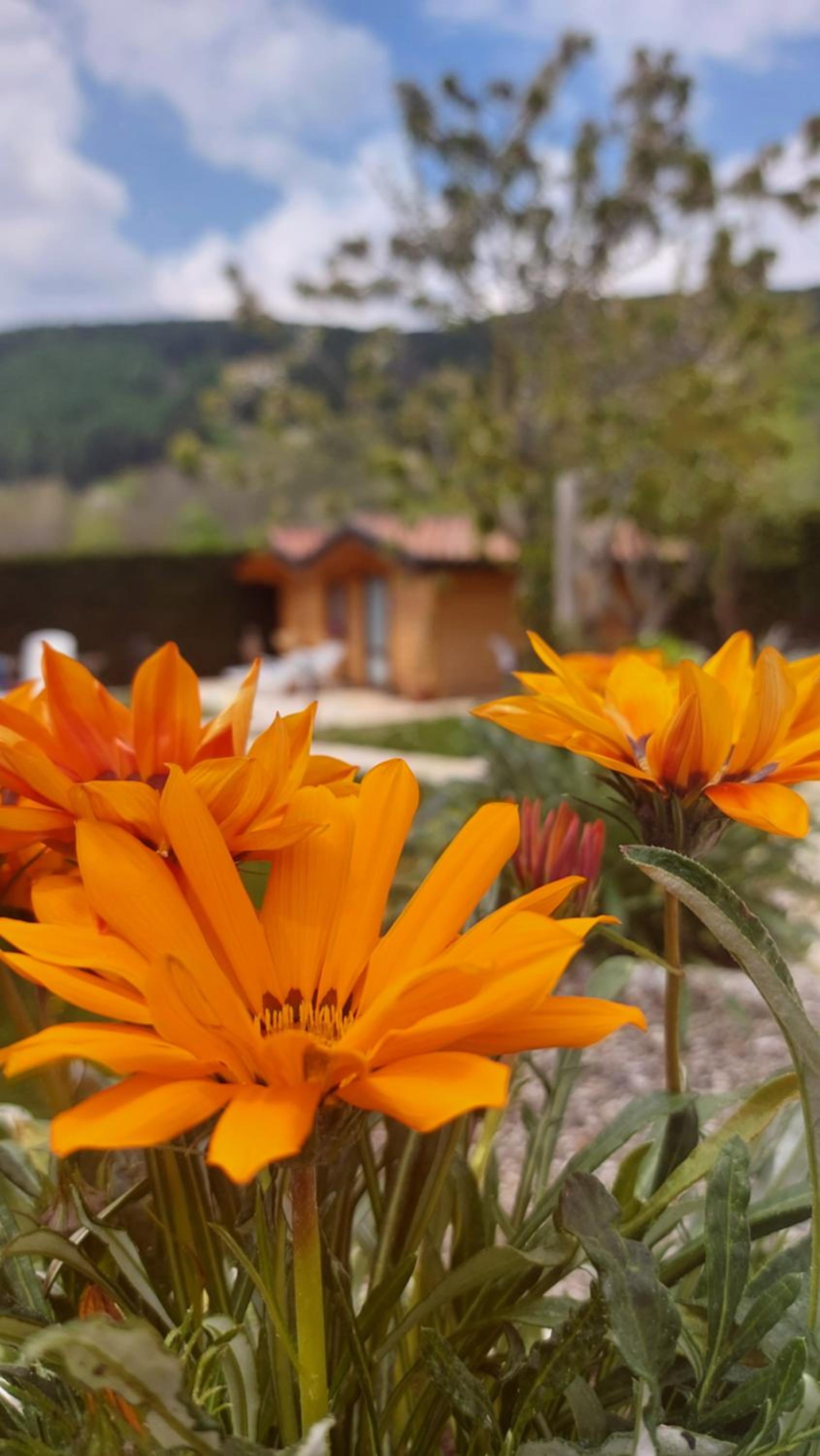 B&B Stella Alpina view 3