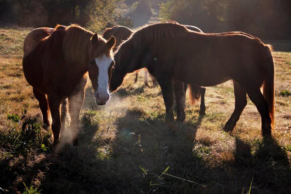Romantic escape -100 acre horse farm near Purina.